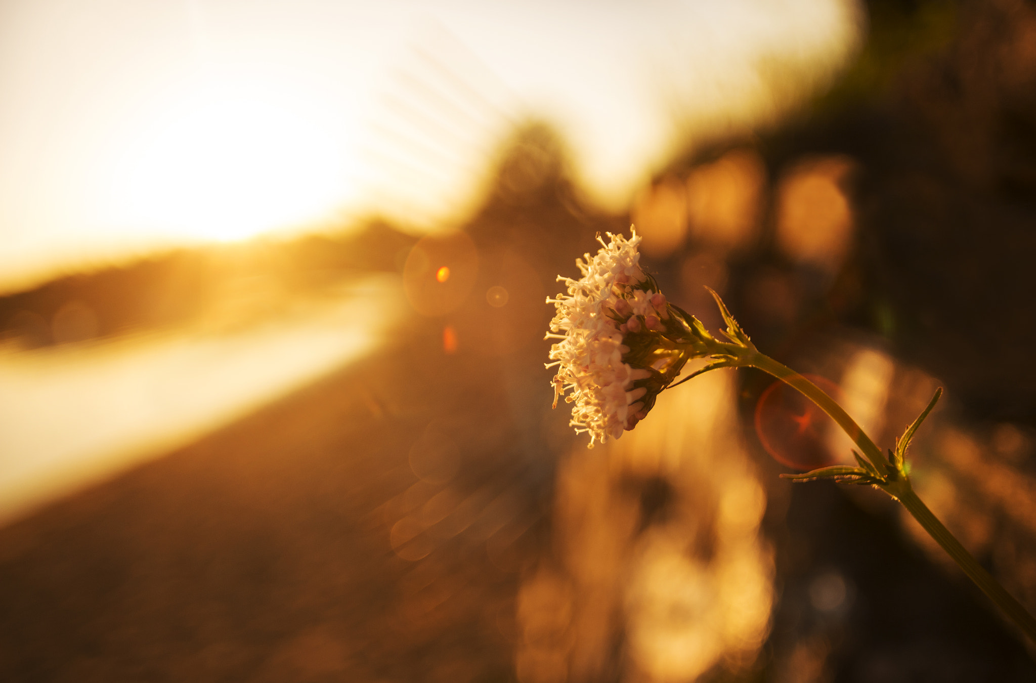 Canon EOS 700D (EOS Rebel T5i / EOS Kiss X7i) + Canon EF 20mm F2.8 USM sample photo. Red bloom photography