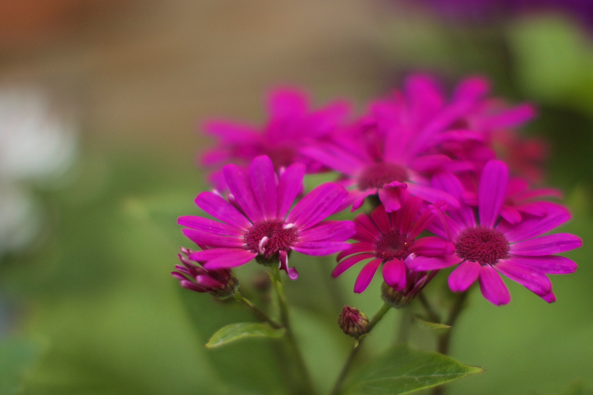 Canon EOS 70D + Canon EF 50mm F1.2L USM sample photo. Spring photography