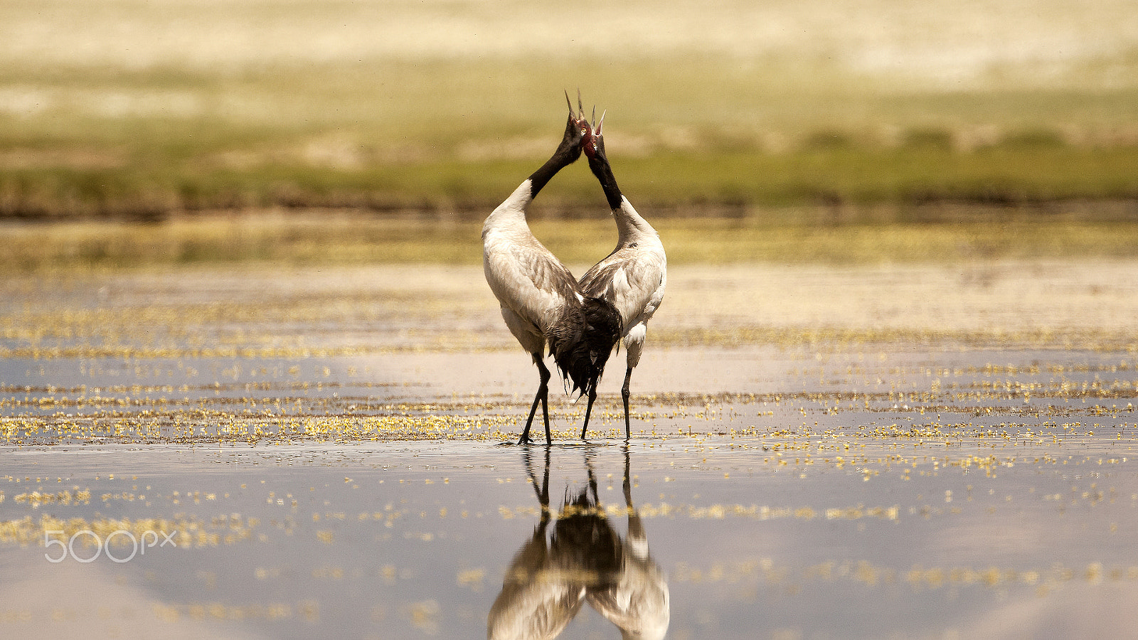 Canon EF 500mm F4L IS USM sample photo. 19.jpg photography