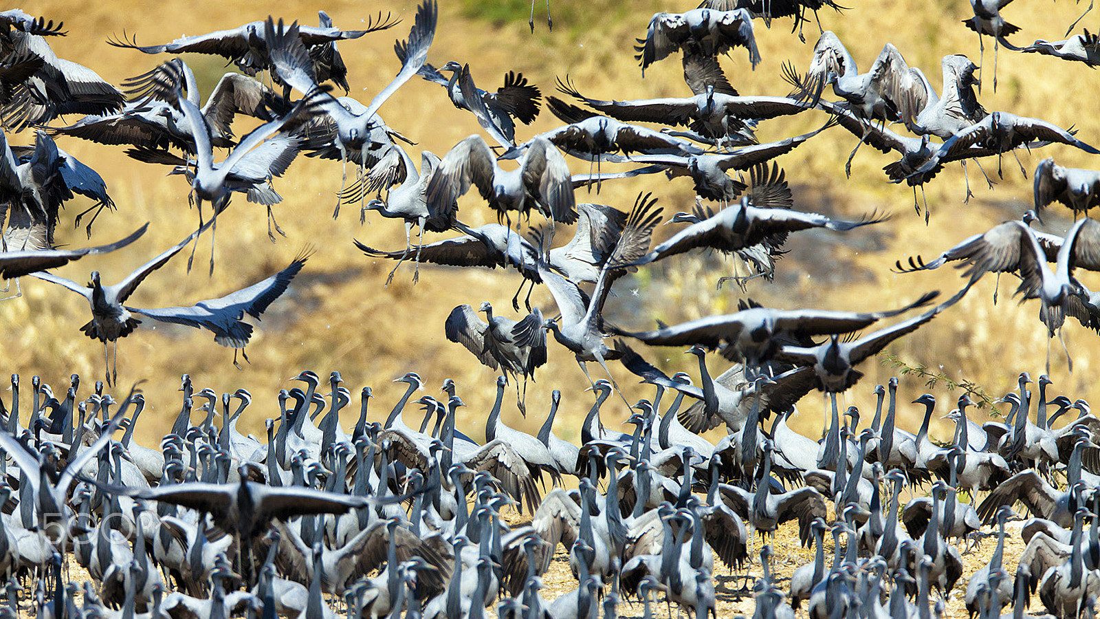 Canon EOS 5D Mark II + Canon EF 600mm F4L IS USM sample photo. The chaos of massive fluttering wings all around as a huge flock of demoiselle cranes... photography