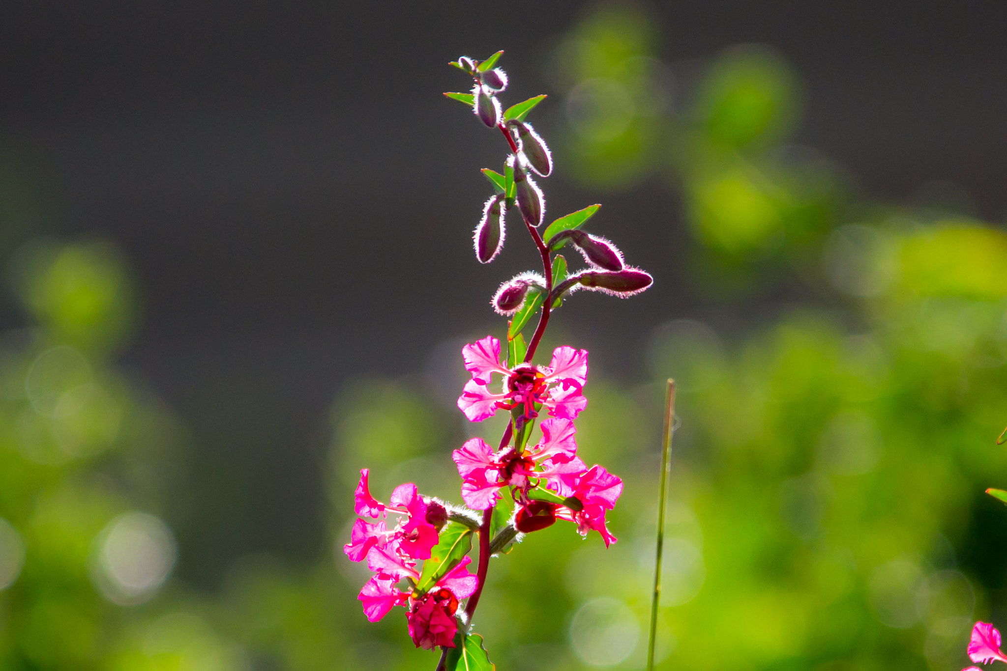 Sigma 150-500mm F5-6.3 DG OS HSM sample photo. Flowers - 1 photography