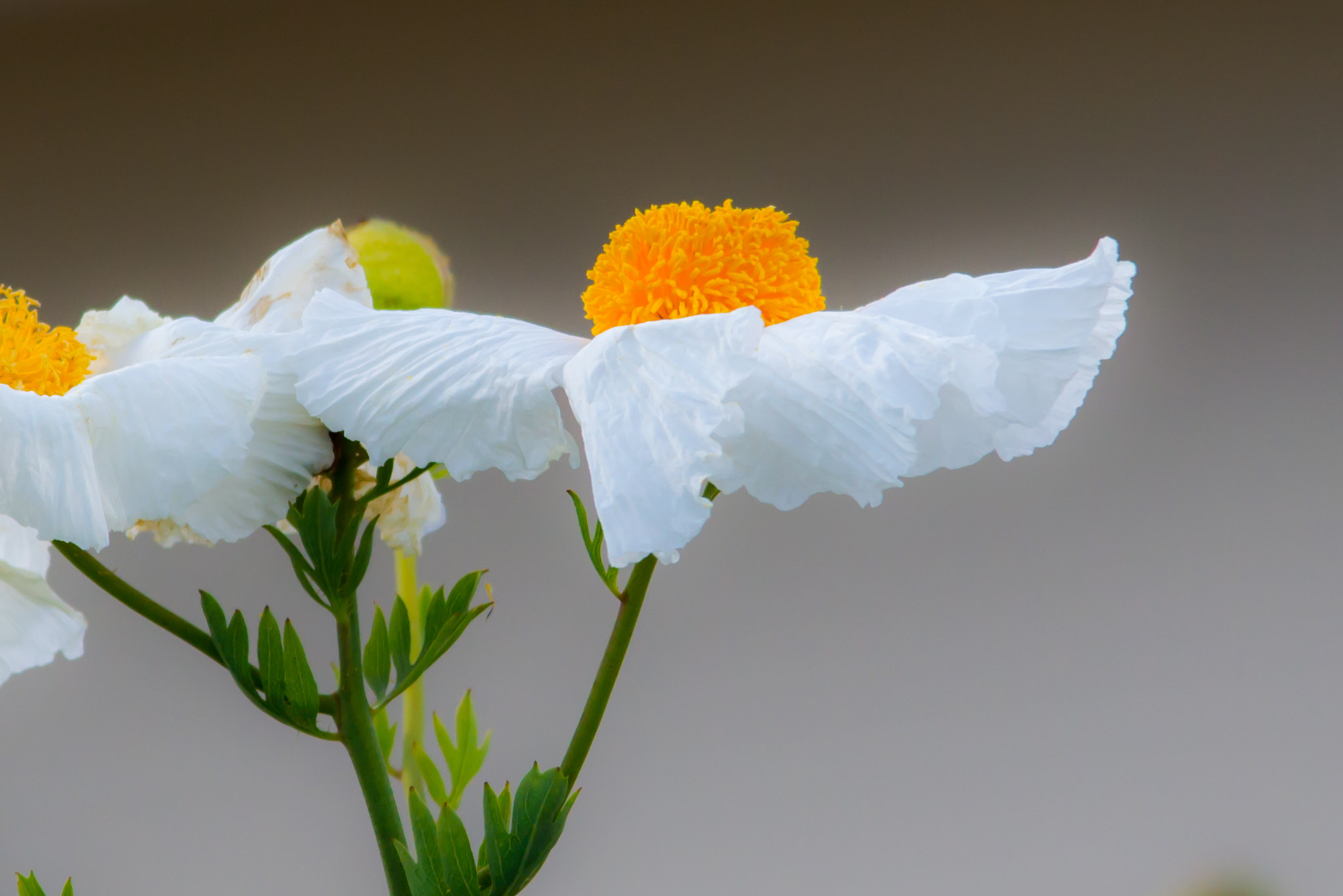 Sigma 150-500mm F5-6.3 DG OS HSM sample photo. Flowers - 2 photography