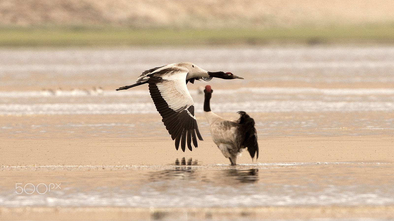 Canon EF 500mm F4L IS USM sample photo. 56.jpg photography