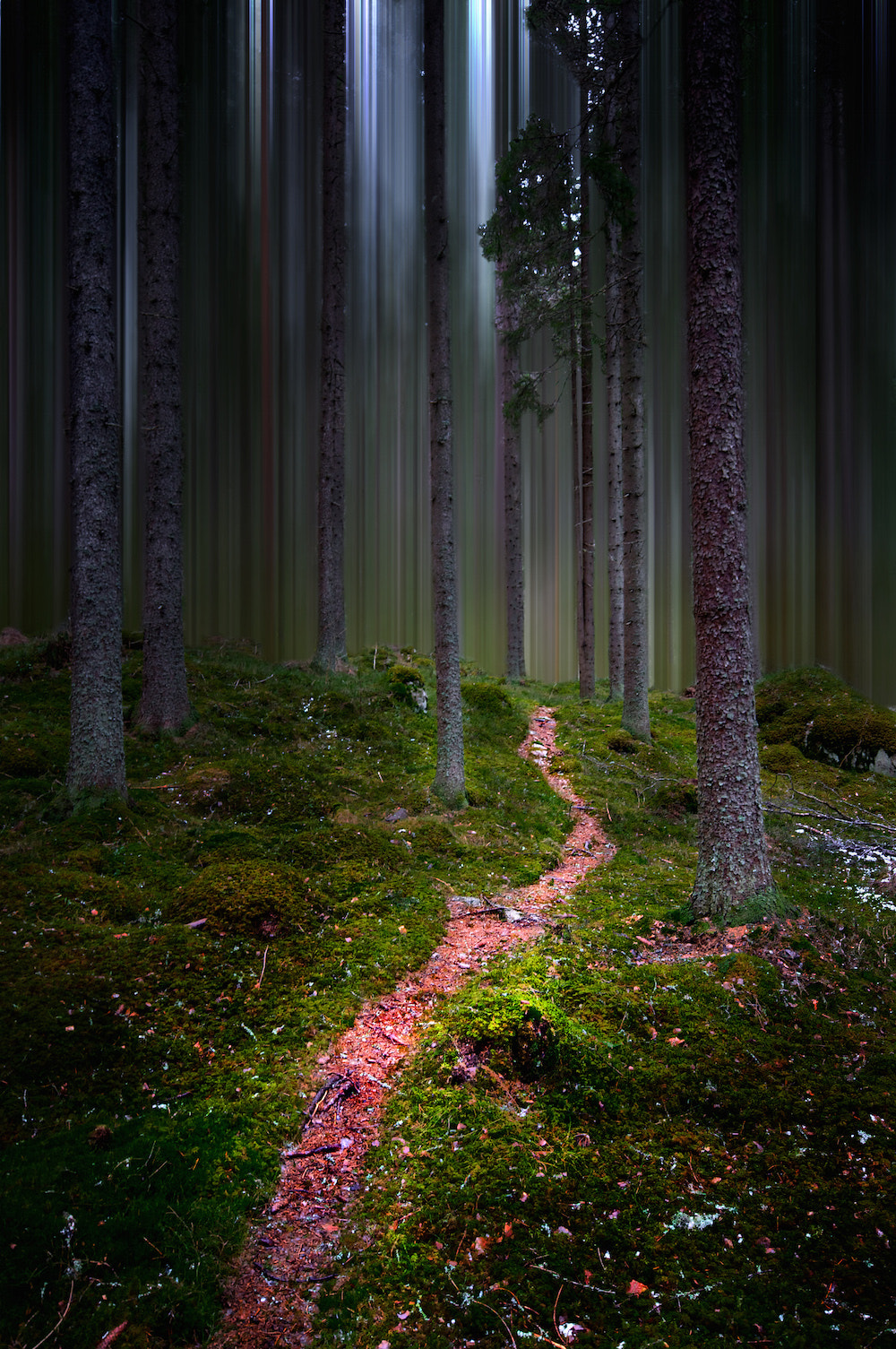 Sigma AF 10-20mm F4-5.6 EX DC sample photo. Forest pathway photography