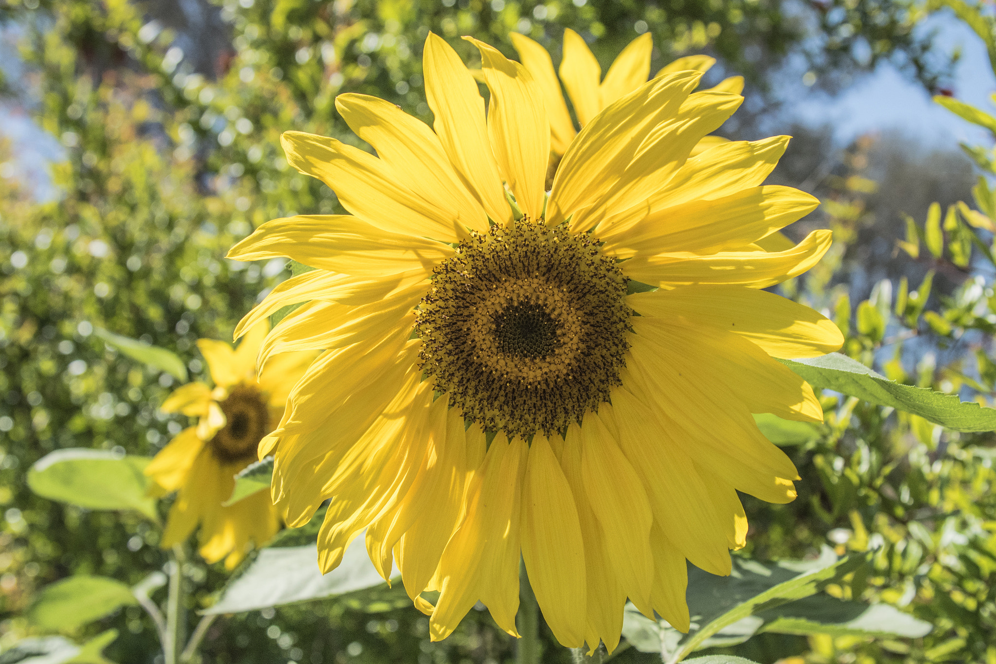 Canon EF 24-105mm F4L IS USM sample photo. Sunflower photography