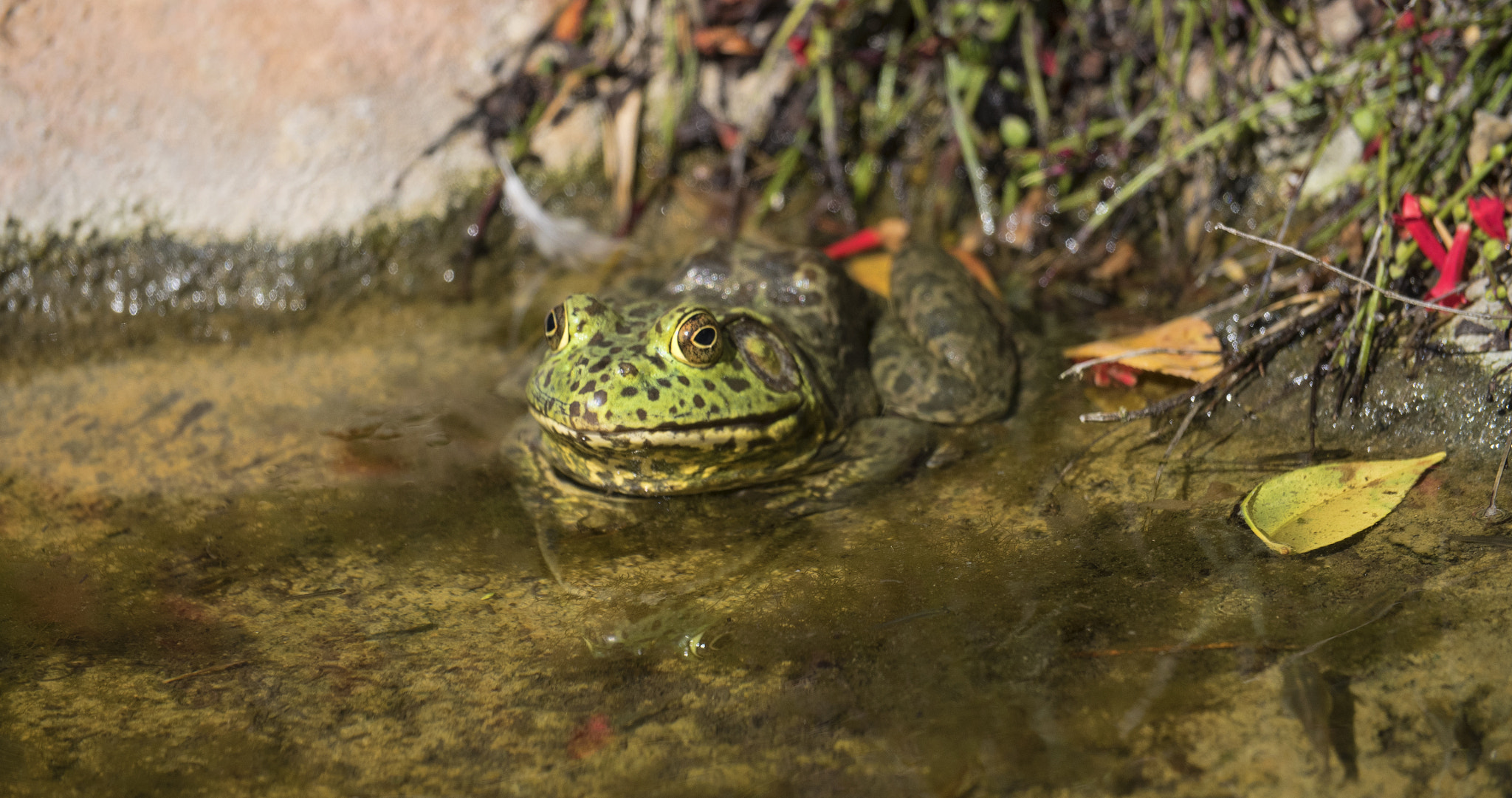 Panasonic Lumix DMC-GH4 sample photo. Frog photography