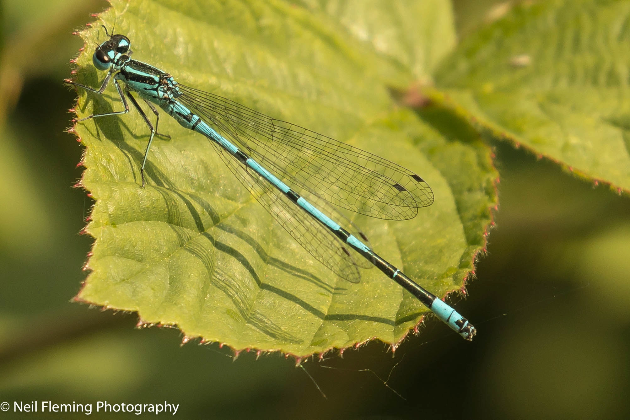 Canon EF 100-400mm F4.5-5.6L IS II USM sample photo. Damselfly photography