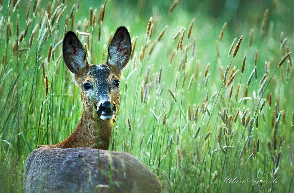 Canon EOS 7D Mark II + Canon EF 300mm F2.8L IS USM sample photo. A new mom photography