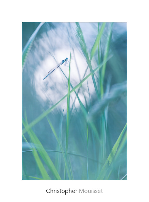 Nikon Nikkor AF-S 300mm F4E PF ED VR sample photo. Dragonfly photography