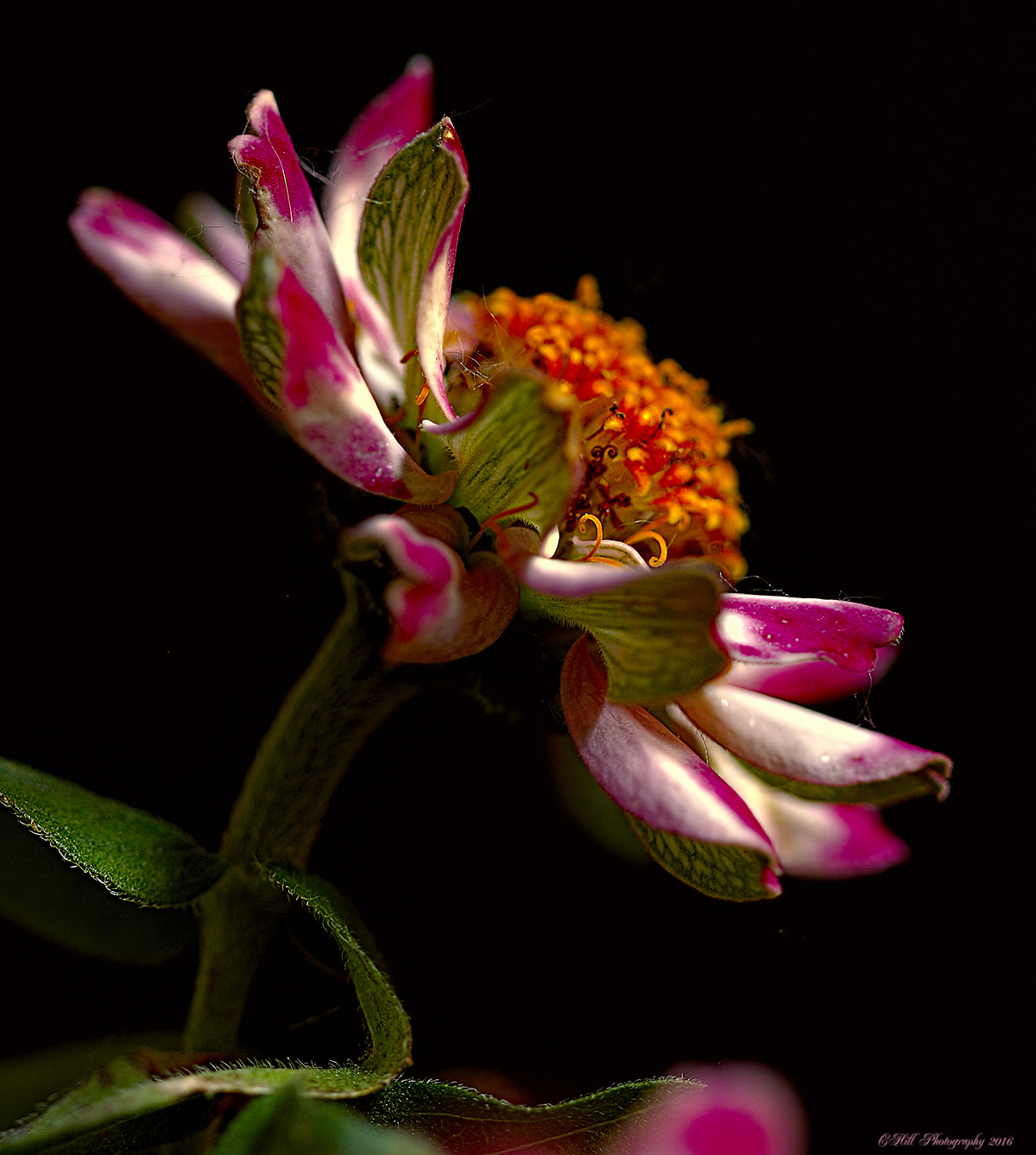 Canon EF 100mm F2.8 Macro USM sample photo. Garden flowers photography