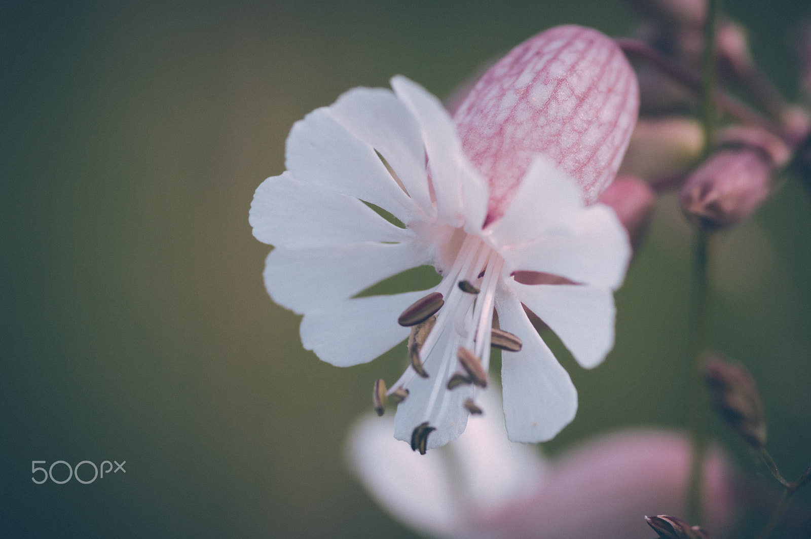 Pentax K20D + Pentax smc D-FA 100mm F2.8 macro sample photo. In a field photography