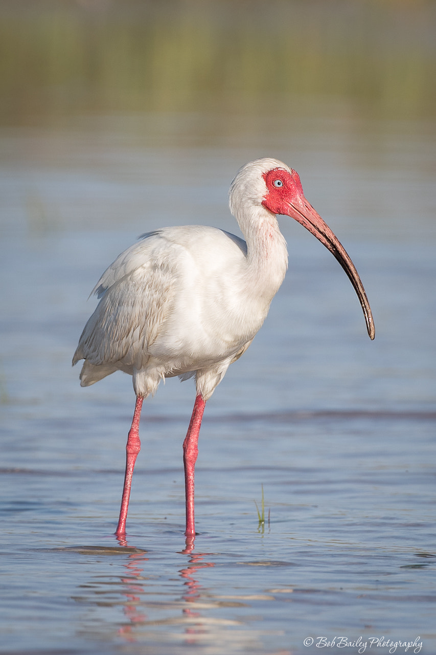 Canon EF 500mm F4L IS USM sample photo. White ibis photography