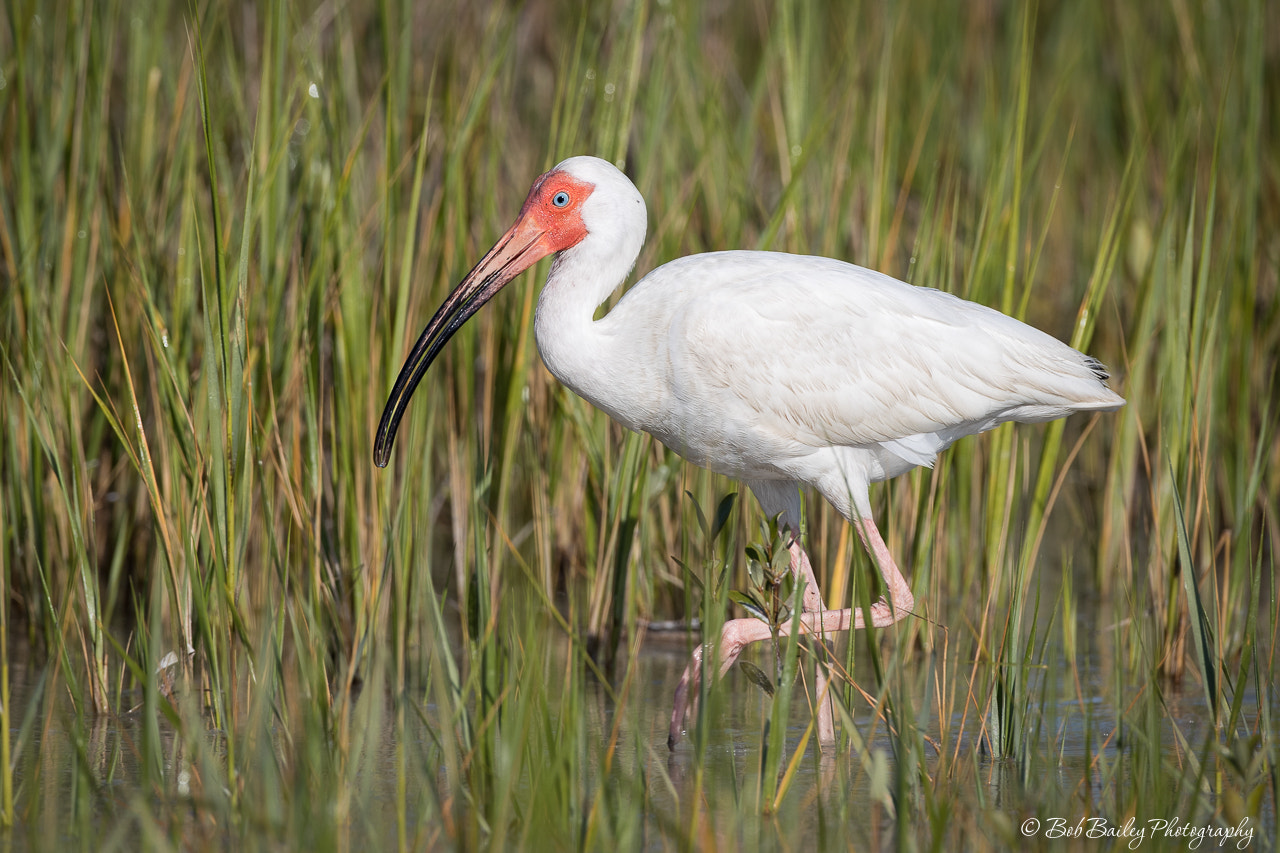 Canon EF 500mm F4L IS USM sample photo. White ibis in the grass photography