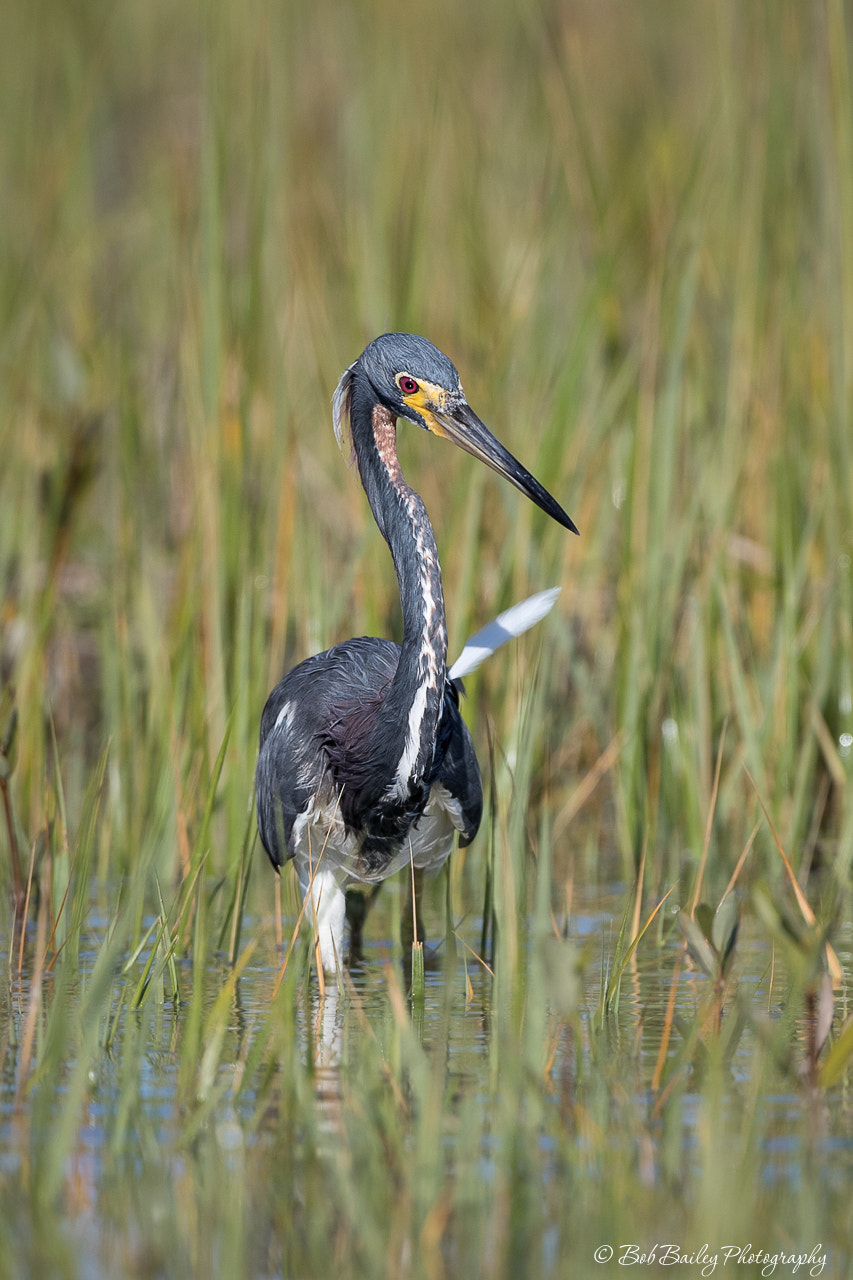 Canon EOS-1D X Mark II + Canon EF 500mm F4L IS USM sample photo. Tricolored heron photography