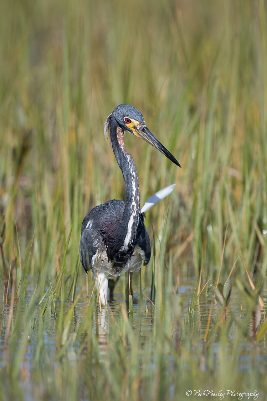 Canon EF 500mm F4L IS USM sample photo. Tricolored heron photography