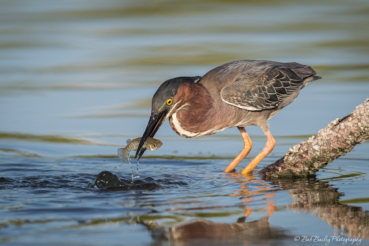 Canon EF 500mm F4L IS USM sample photo. Green heron with fish photography