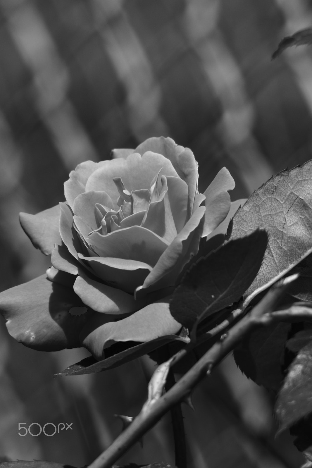 Sigma 150-500mm F5-6.3 DG OS HSM sample photo. Any colour is beautiful photography