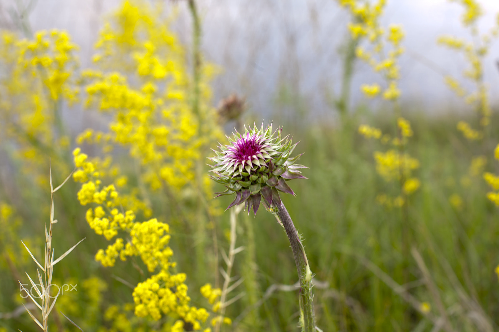 Canon EOS 5D + Canon EF 50mm F1.4 USM sample photo. Carduus flower photography