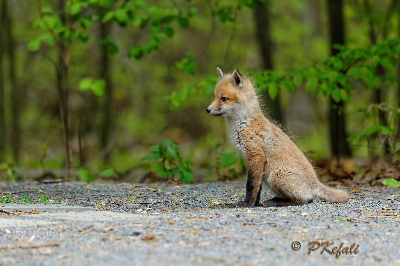 Nikon D600 sample photo. Waiting for mom - baby fox photography