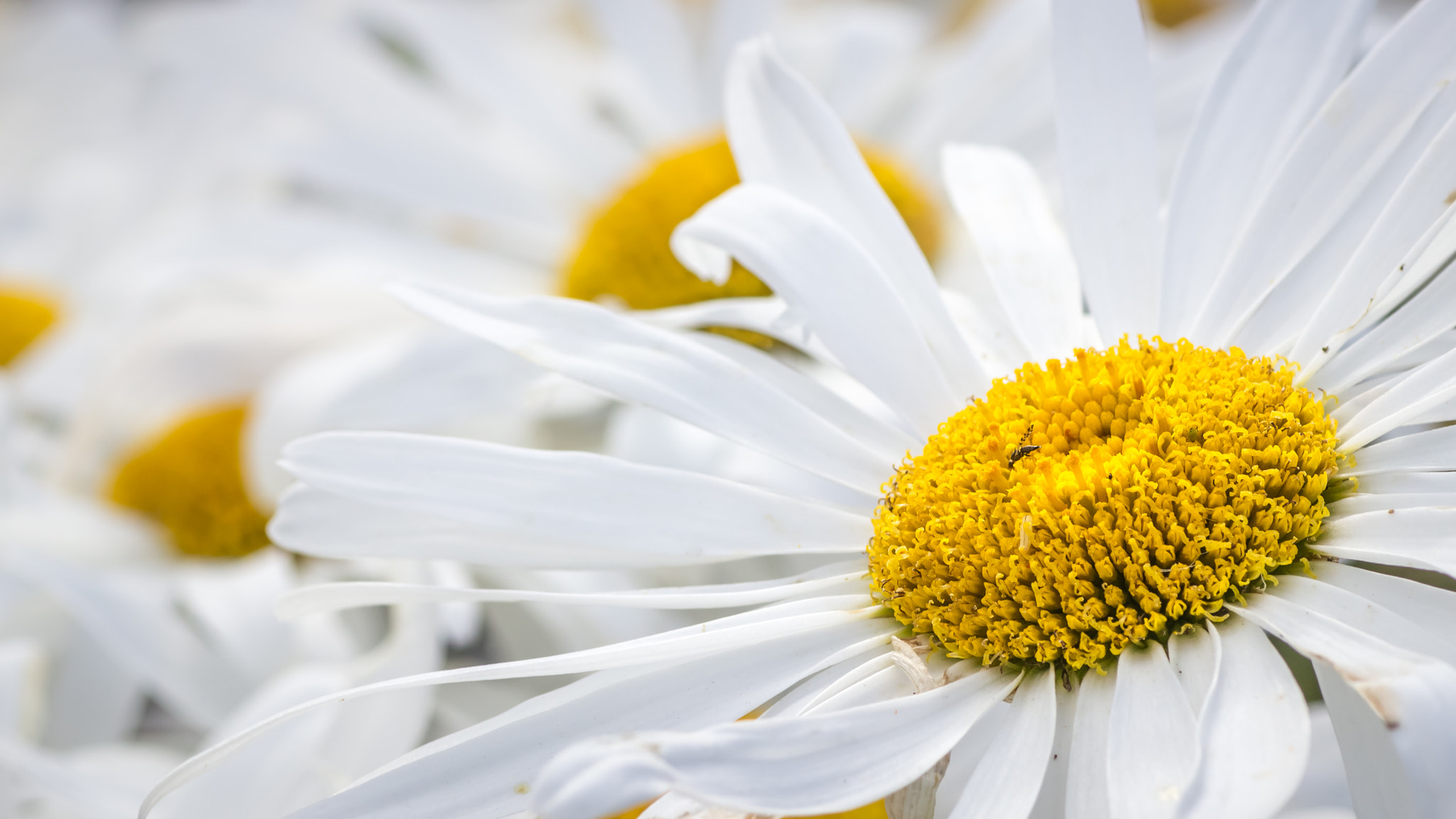 Canon EOS 600D (Rebel EOS T3i / EOS Kiss X5) + Tamron SP AF 90mm F2.8 Di Macro sample photo. Shasta daisy photography