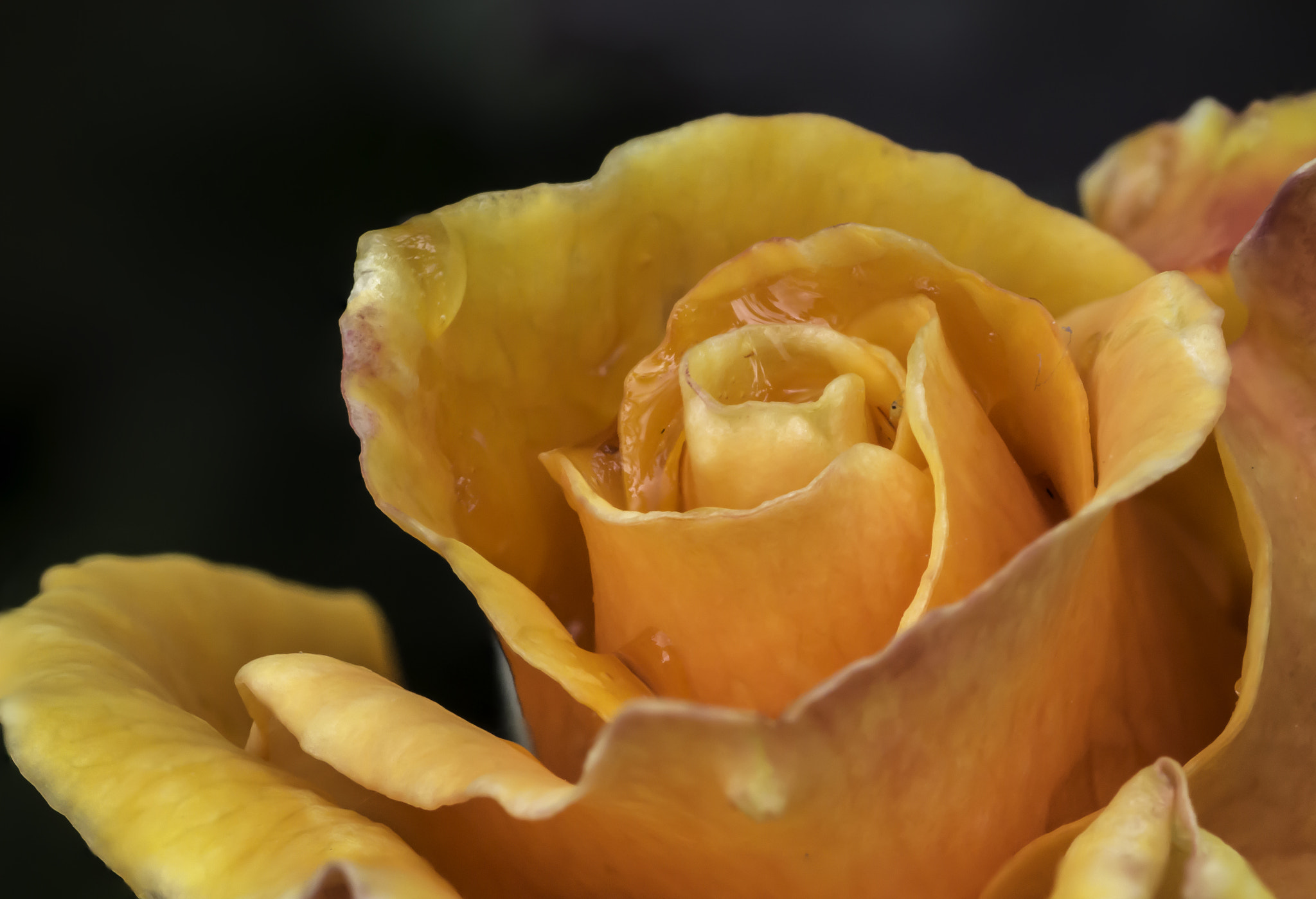Tamron SP AF 90mm F2.8 Di Macro sample photo. Amber flush rose photography