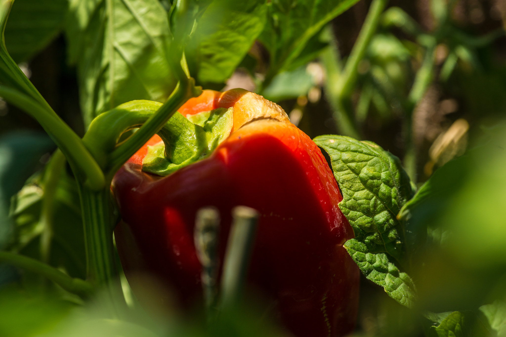 Sony Alpha DSLR-A850 + Sony 70-400mm F4-5.6 G SSM sample photo. Pepper harvest photography