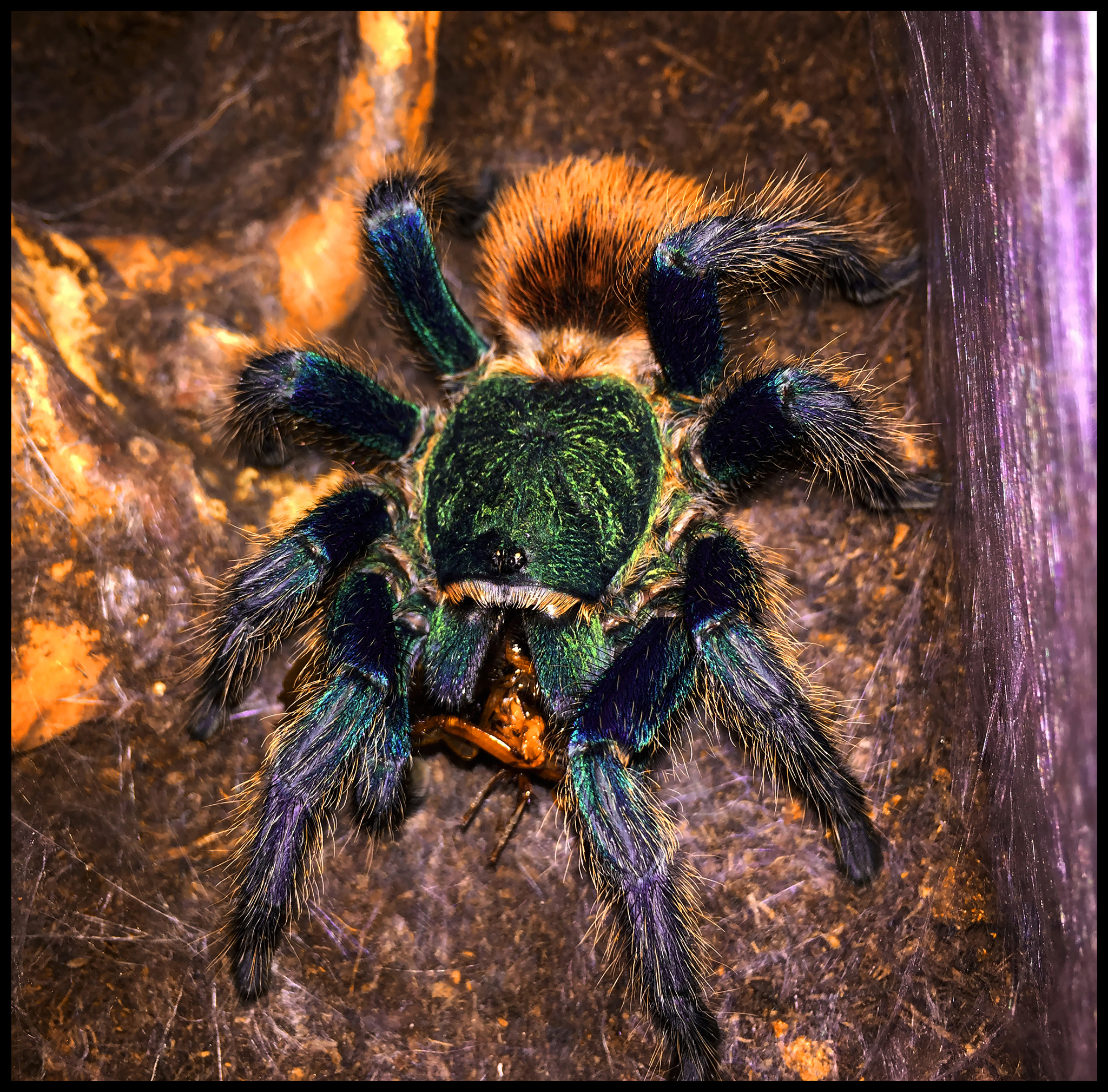 Apple iPhone7,2 sample photo. Chromatopelma cyaneopubescens photography