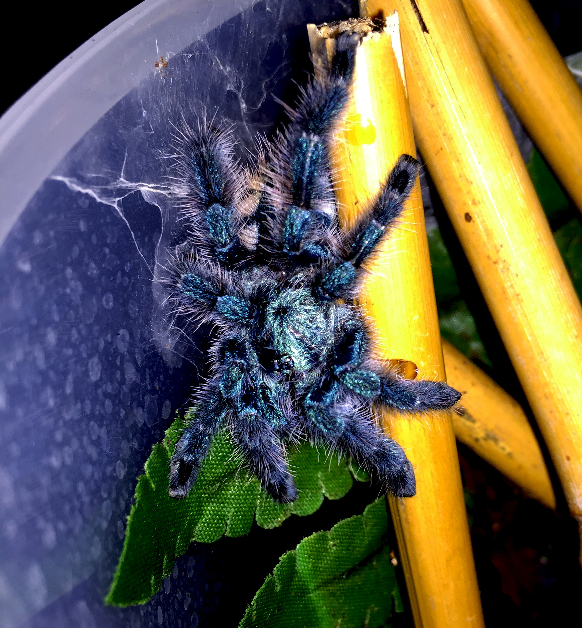 Apple iPhone7,2 sample photo. Avicularia versicolor photography