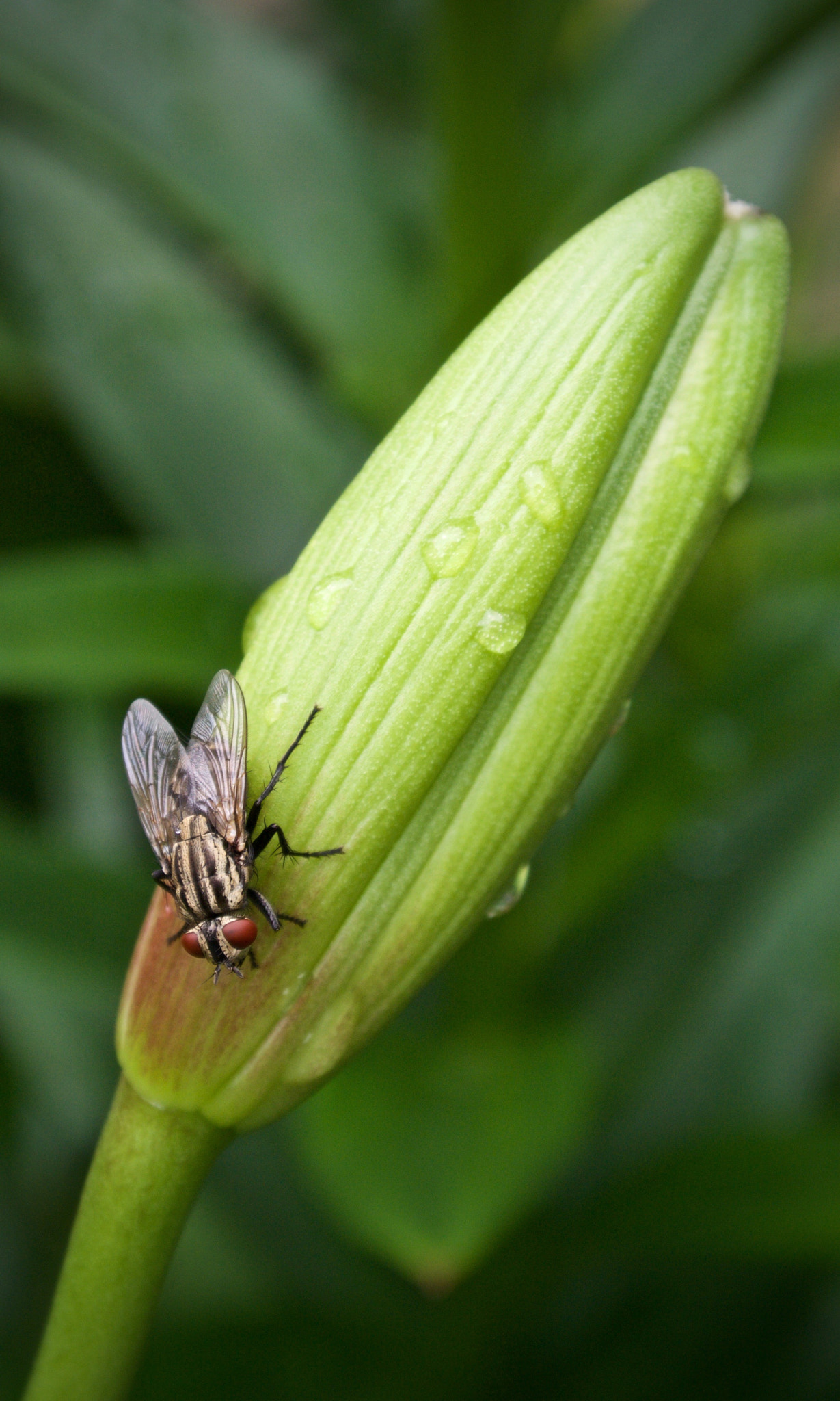 Nikon 1 J2 sample photo. Resting... photography