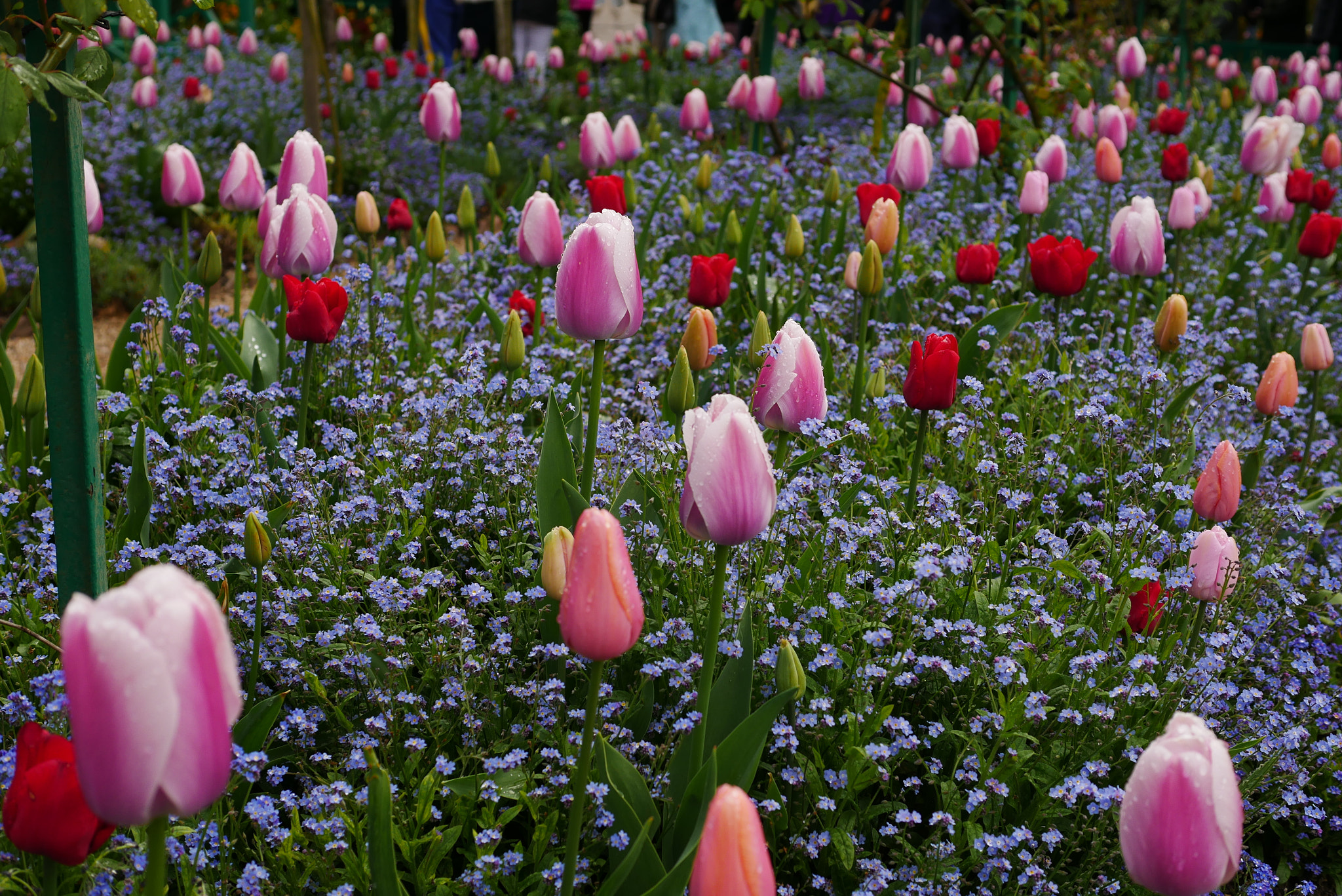 Panasonic Lumix DMC-G7 + Panasonic Leica DG Summilux 25mm F1.4 II ASPH sample photo. Pink and blue photography