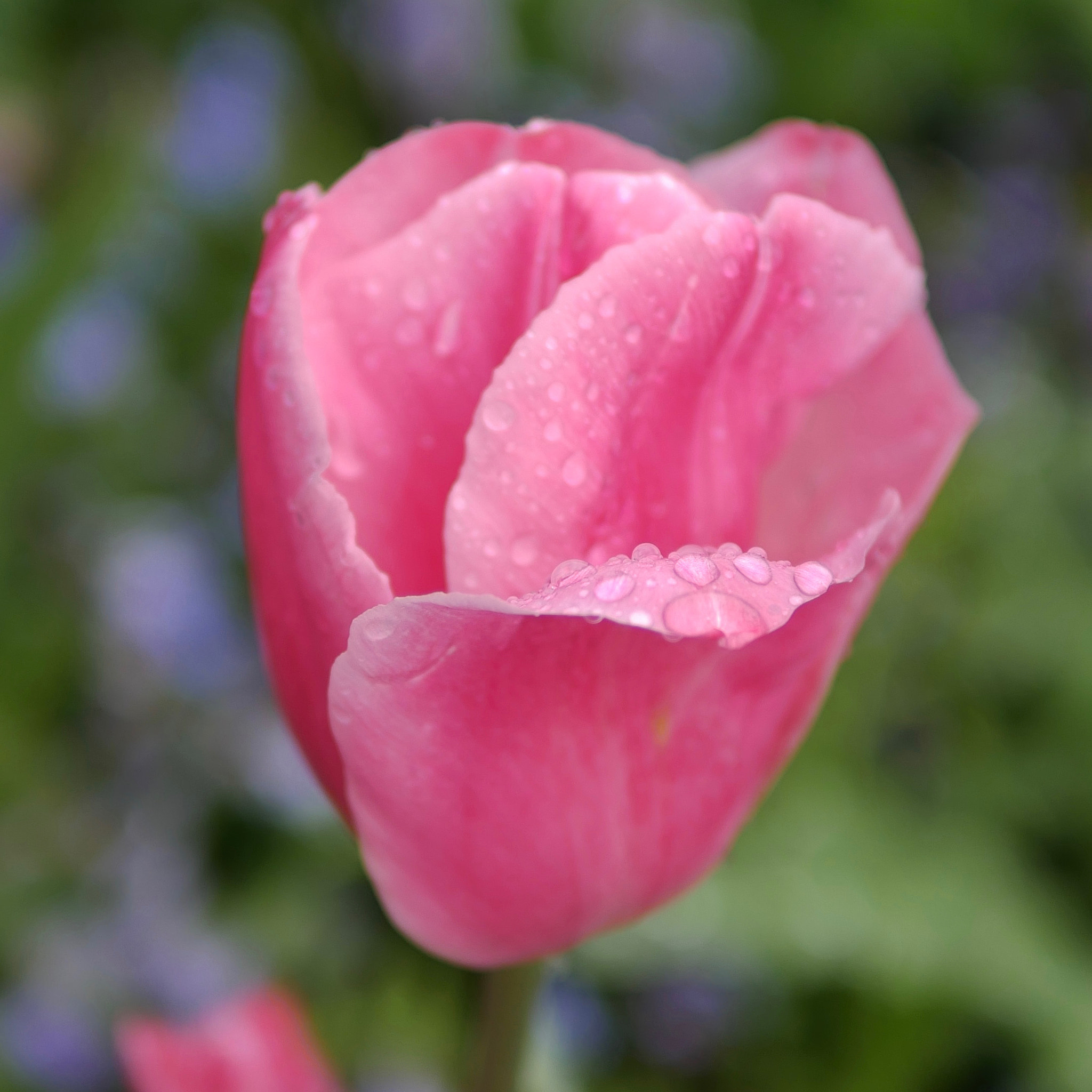 Panasonic Lumix DMC-G7 + Panasonic Leica DG Summilux 25mm F1.4 II ASPH sample photo. Dew drops photography