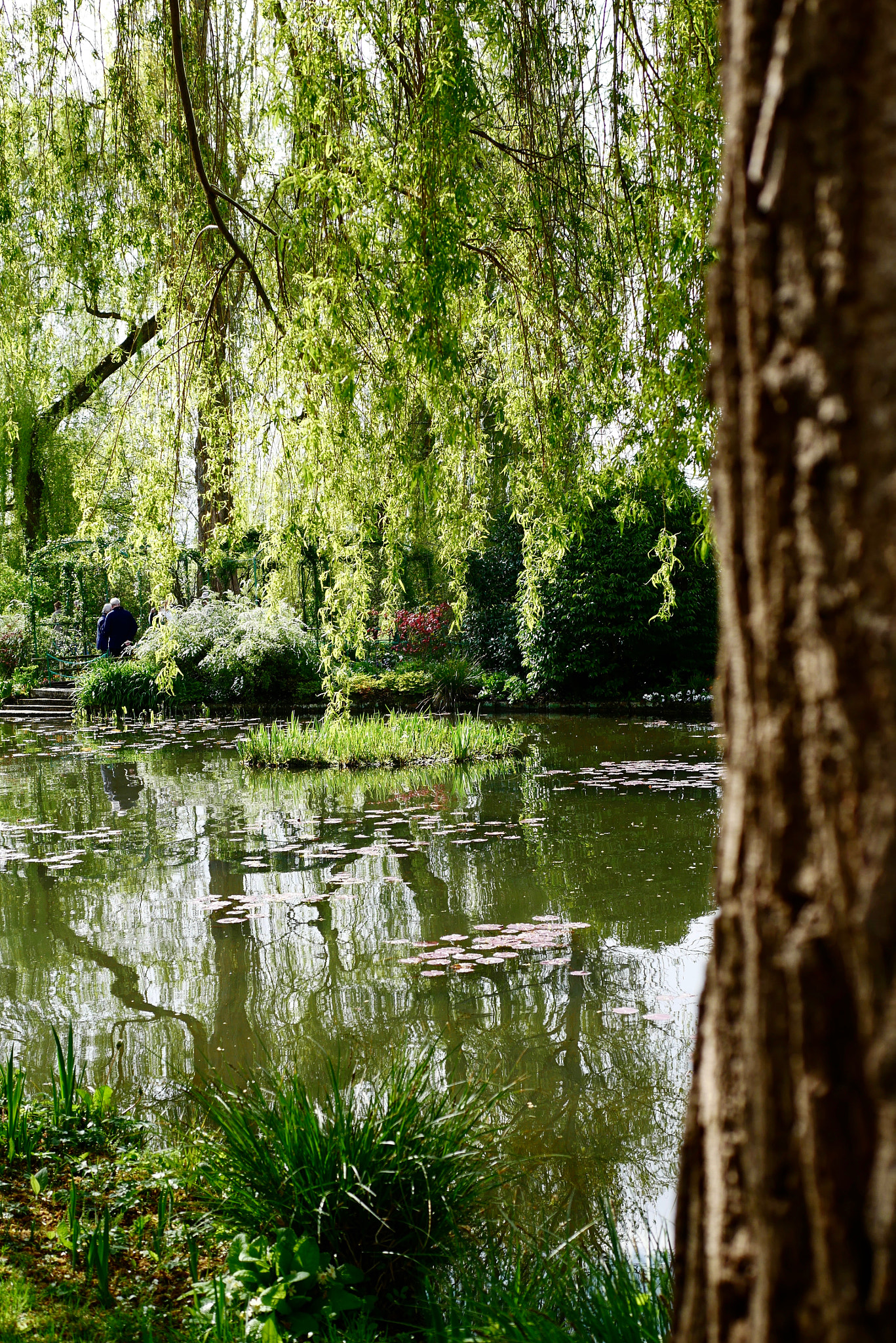 Panasonic Lumix DMC-G7 + Panasonic Leica DG Summilux 25mm F1.4 II ASPH sample photo. Under the willow photography