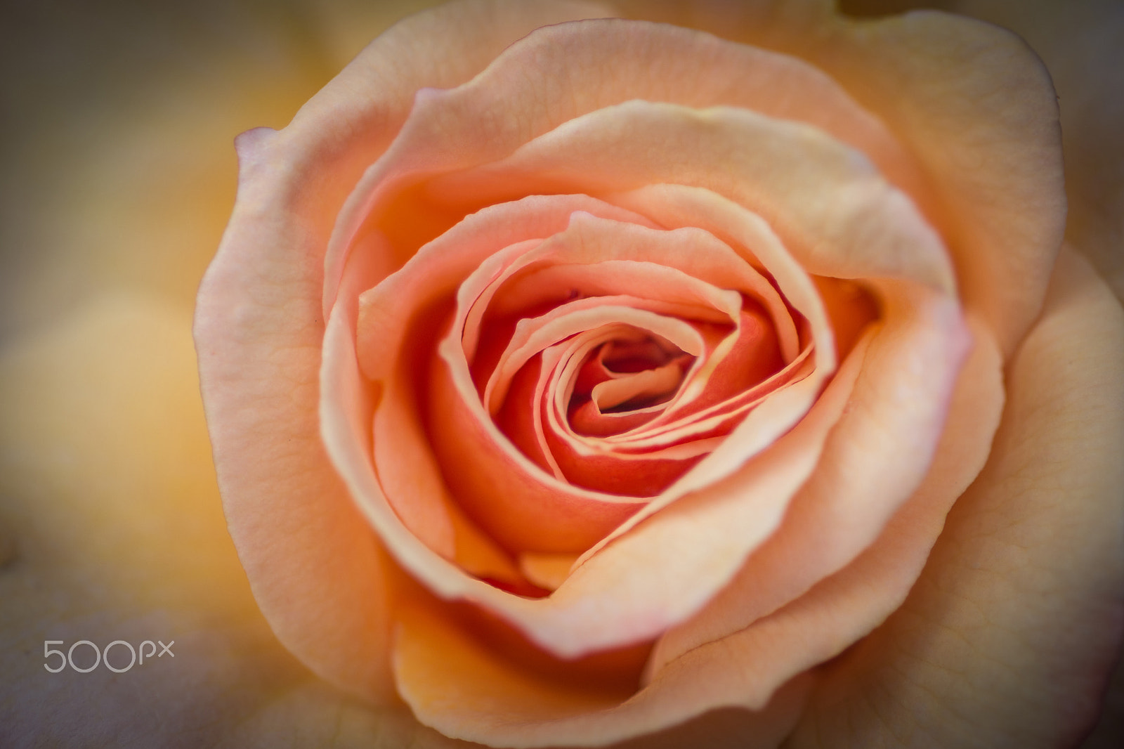 Nikon D7200 + Nikon AF Micro-Nikkor 60mm F2.8D sample photo. Apricot tea photography