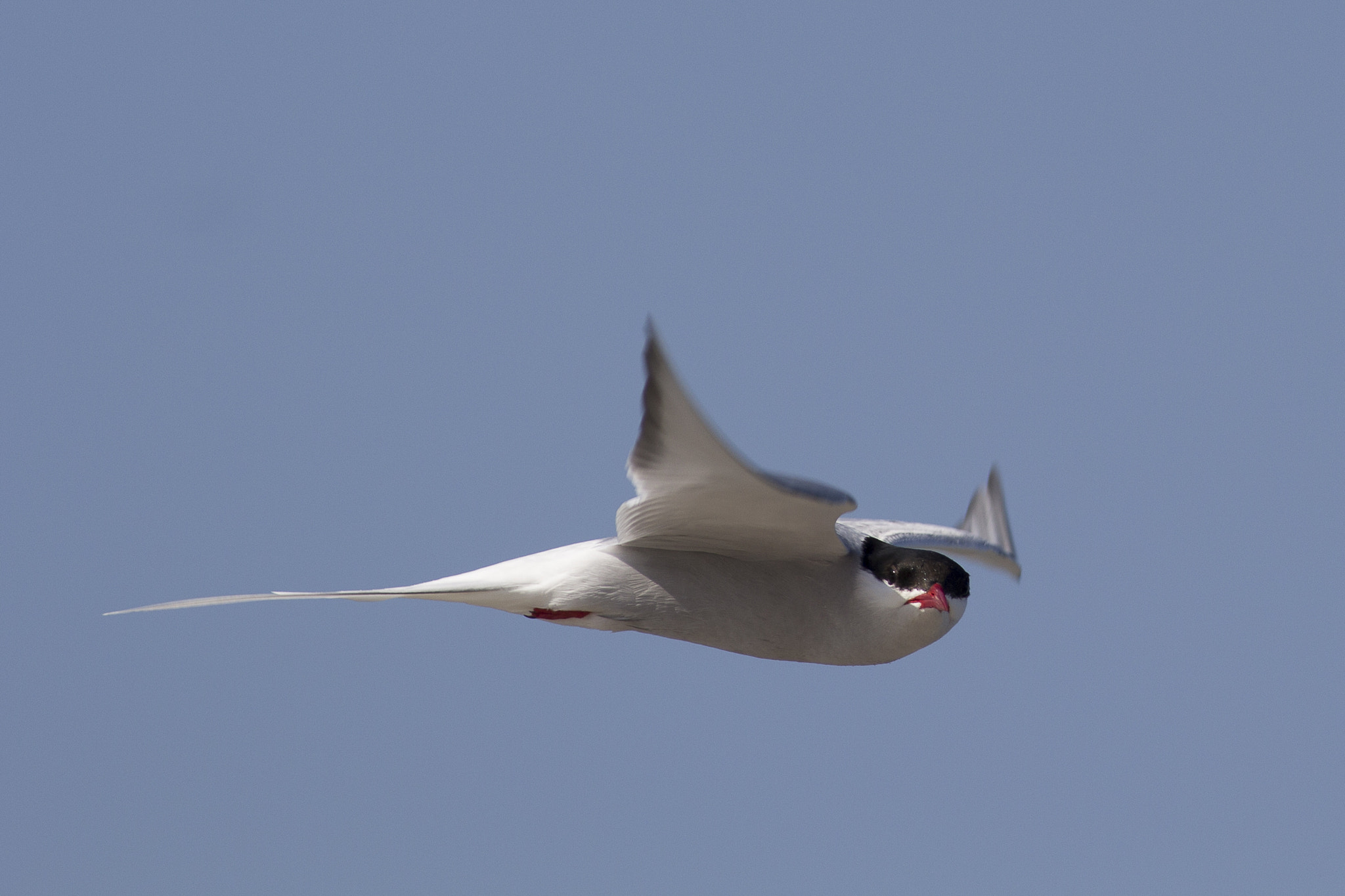 Canon EOS 60D + Canon EF 400mm F5.6L USM sample photo. Arctic tern photography