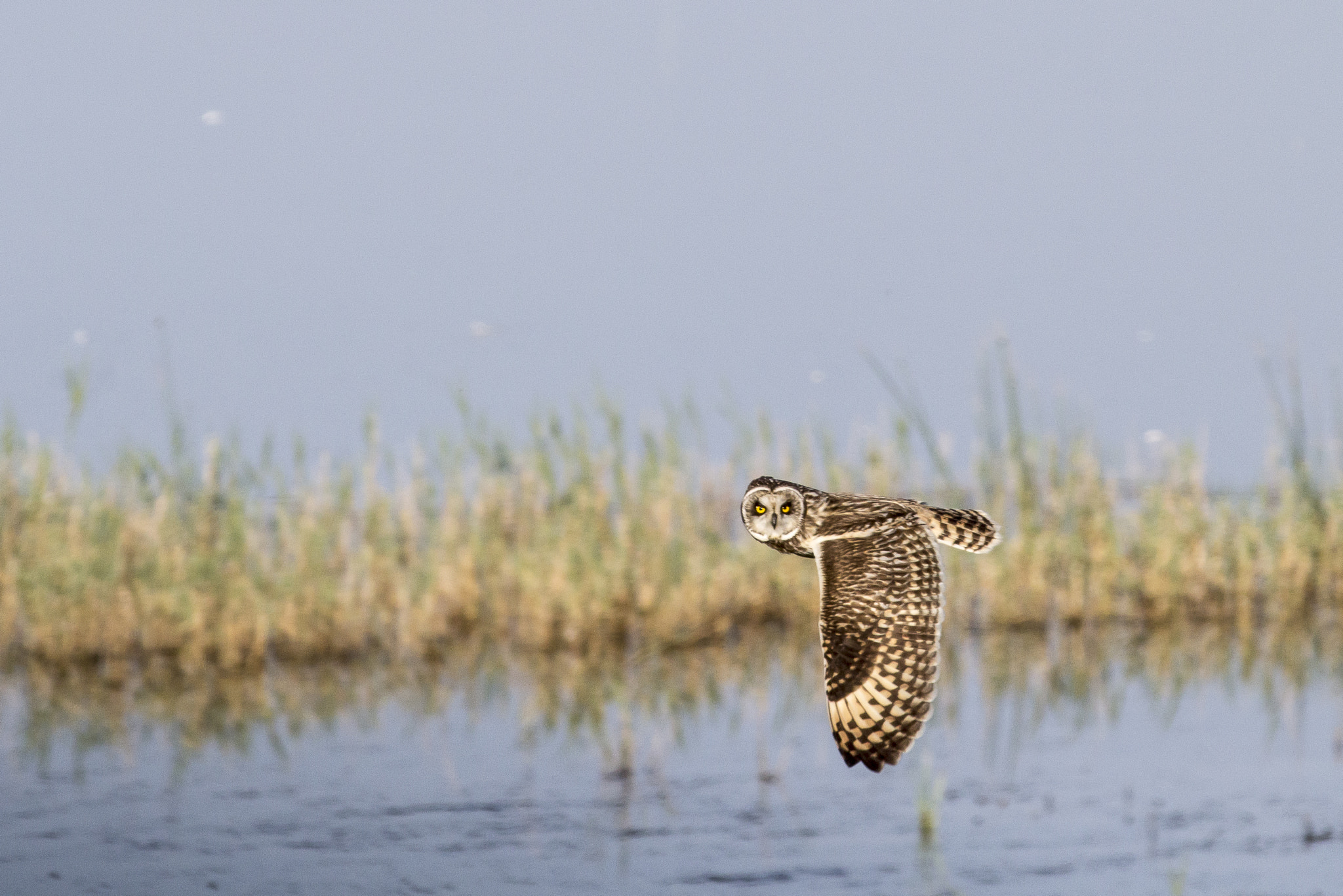Canon EOS 60D + Canon EF 400mm F5.6L USM sample photo. Short-eared owl photography