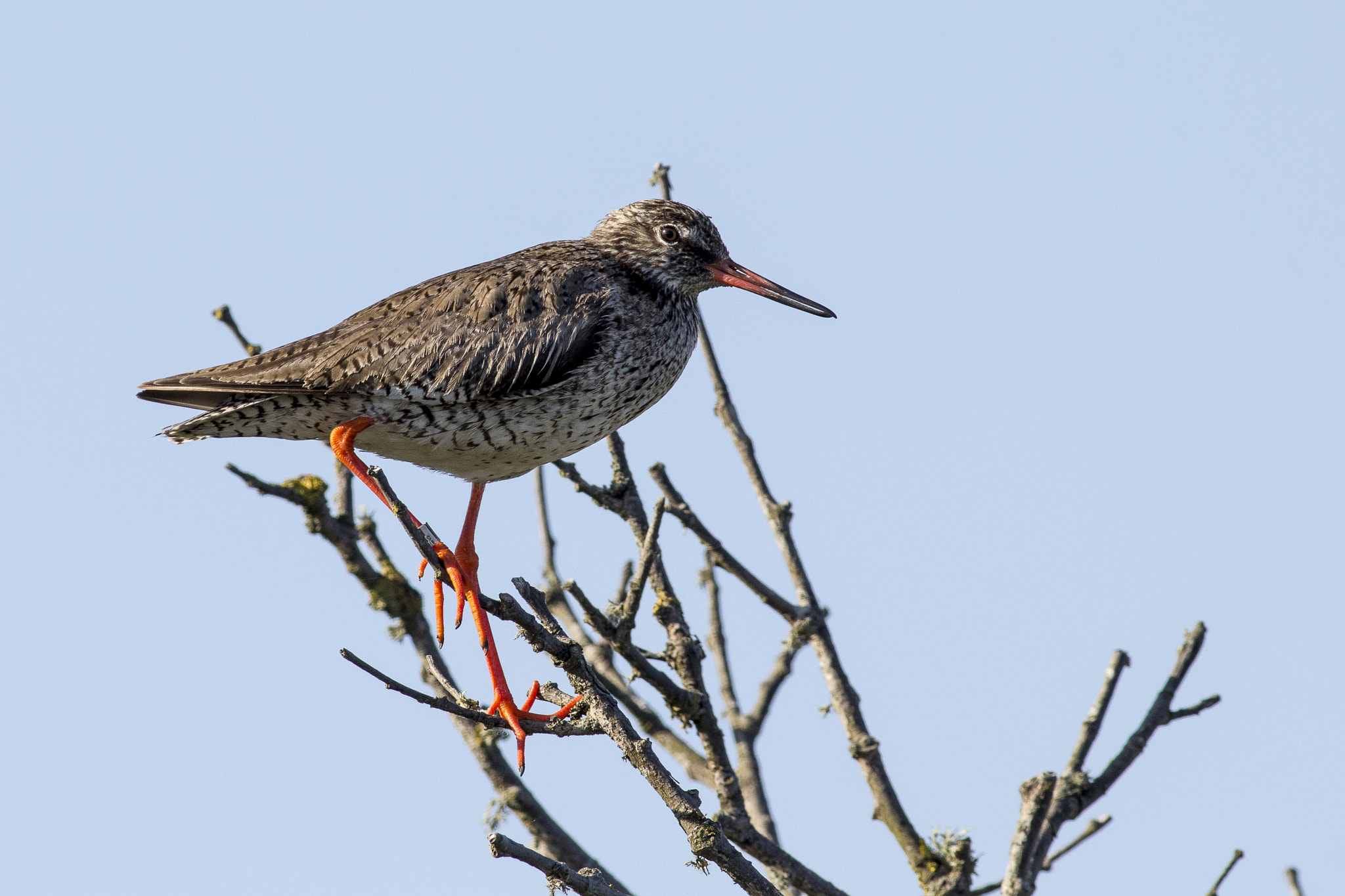 Canon EOS 60D + Canon EF 400mm F5.6L USM sample photo. Redshank photography