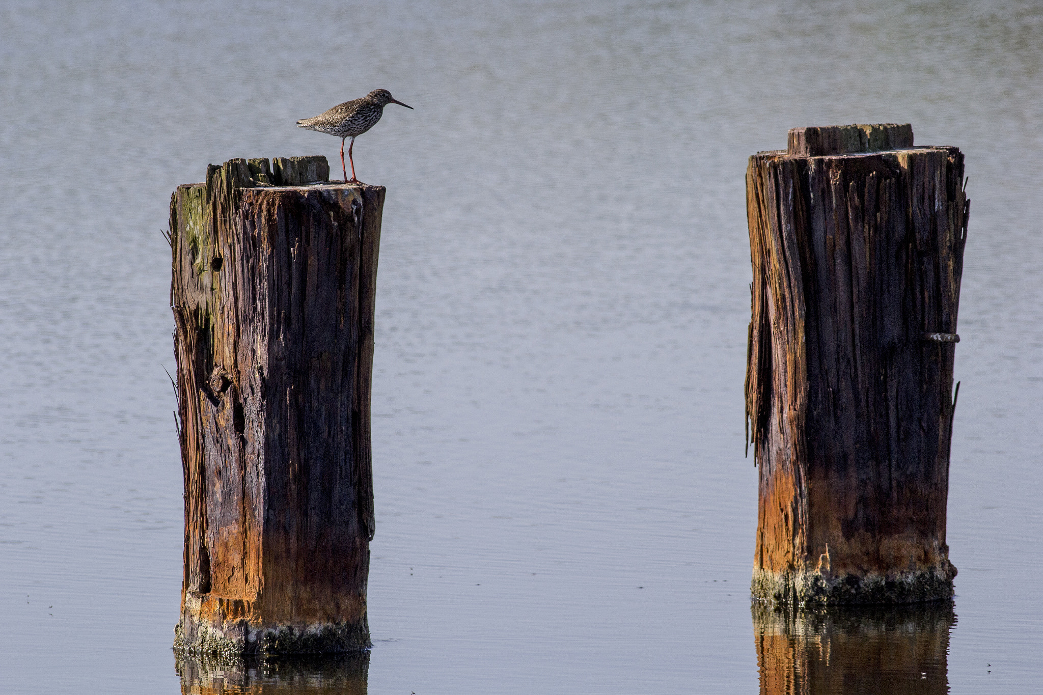 Canon EOS 60D + Canon EF 400mm F5.6L USM sample photo. Mirror photography