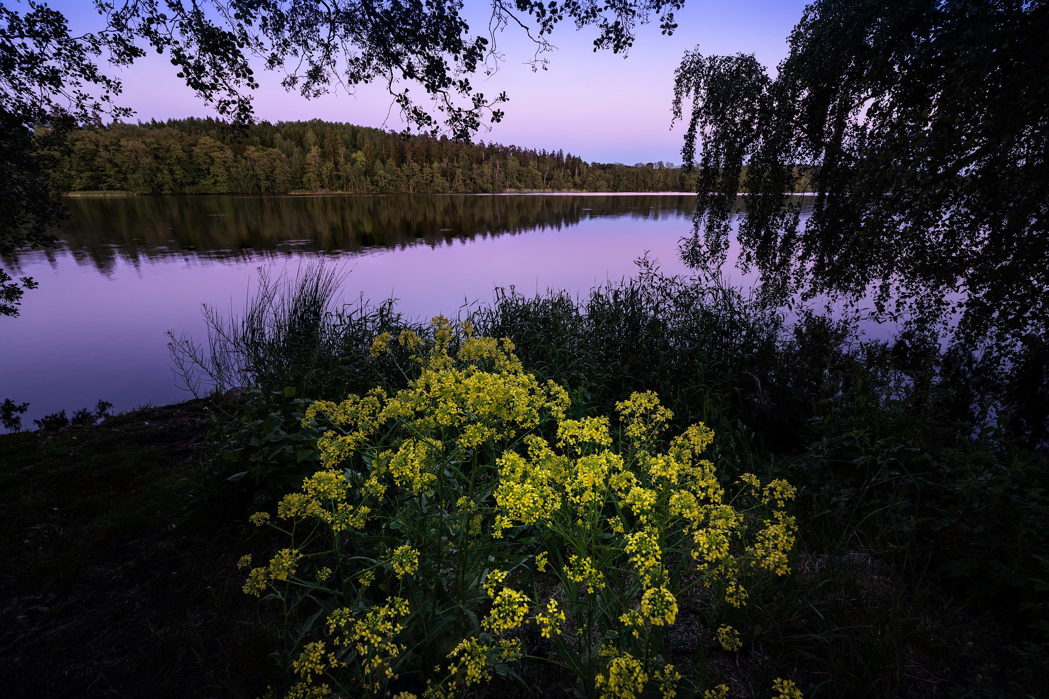 Sony a7R II sample photo. Swedish summer evening photography