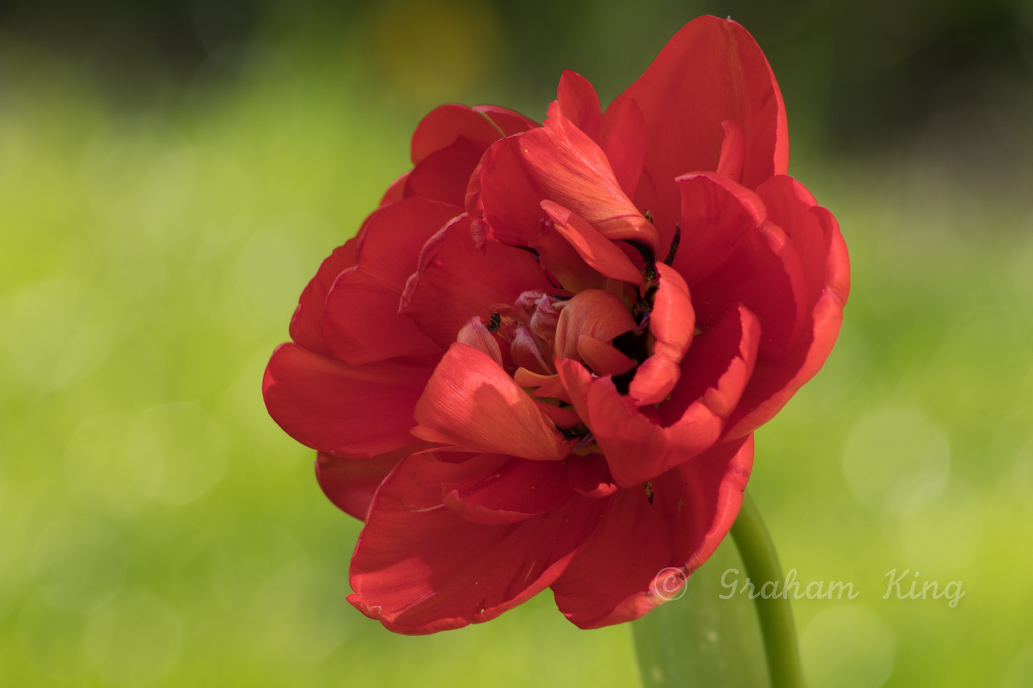 Canon EF 75-300mm f/4-5.6 USM sample photo. Red tulip photography