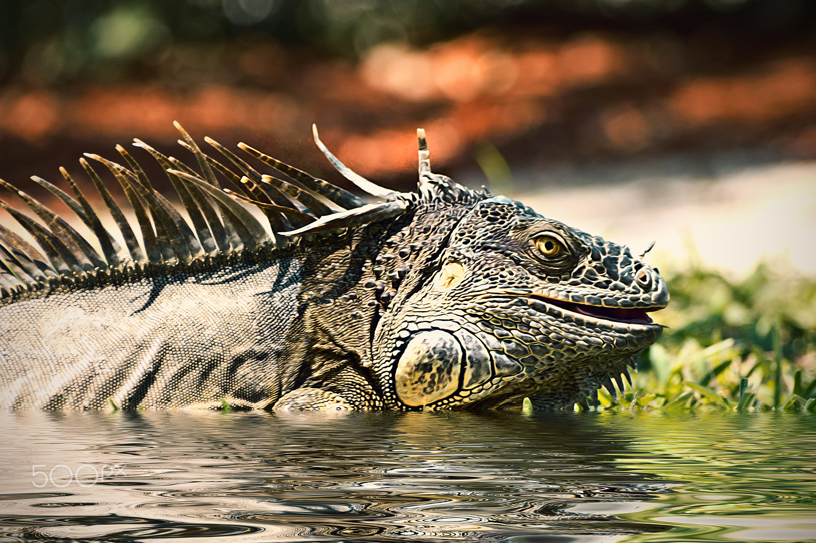 OLYMPUS DIGITAL 70mm-300mm Lens sample photo. Iguana leguan photography