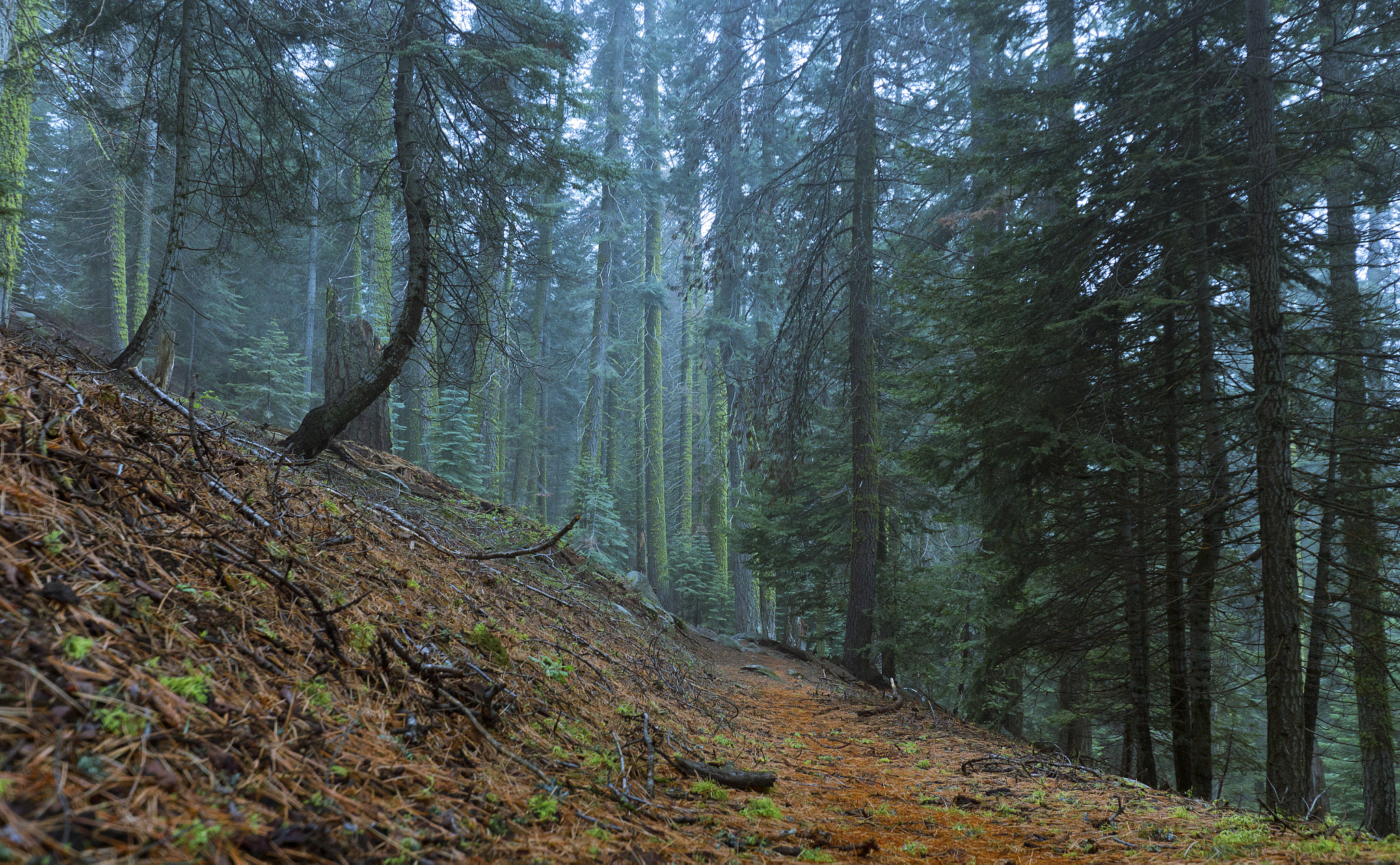 Sigma 10-20mm F3.5 EX DC HSM sample photo. Muir grove path photography