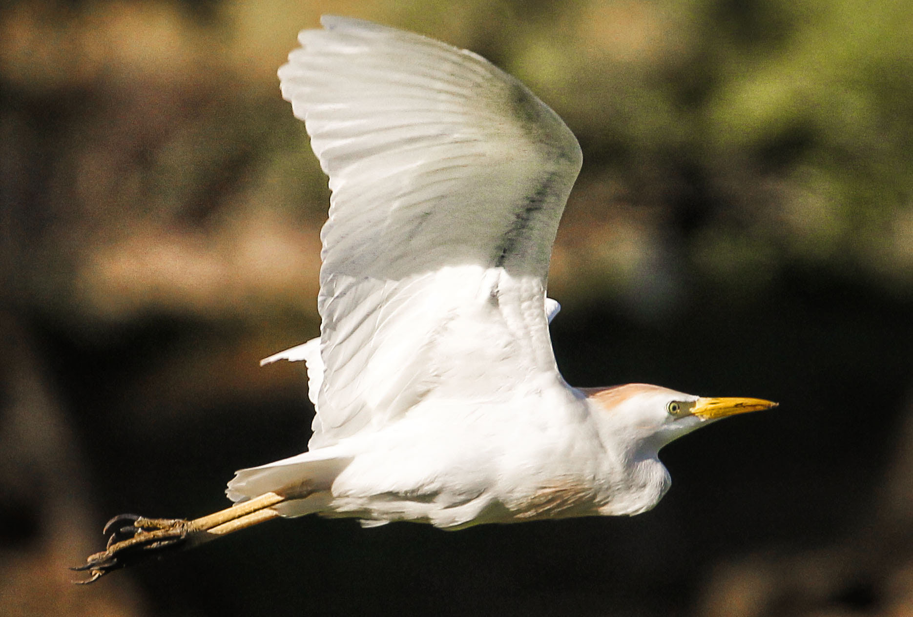 Canon EF 70-300mm F4-5.6L IS USM sample photo. Cattle egret photography