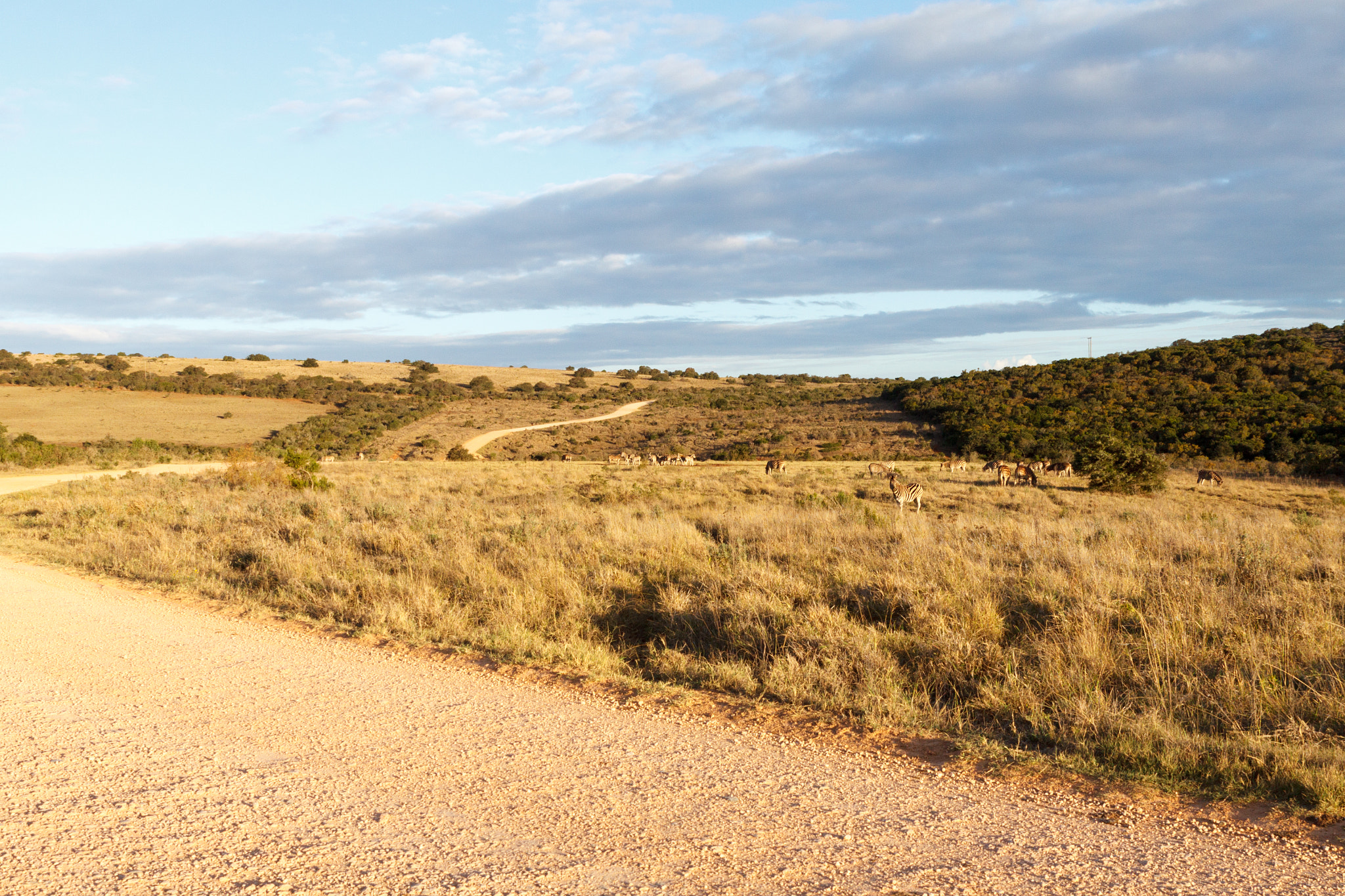 Canon EOS 50D + Sigma 24-70mm F2.8 EX DG Macro sample photo. Leading lines - addo landscape photography