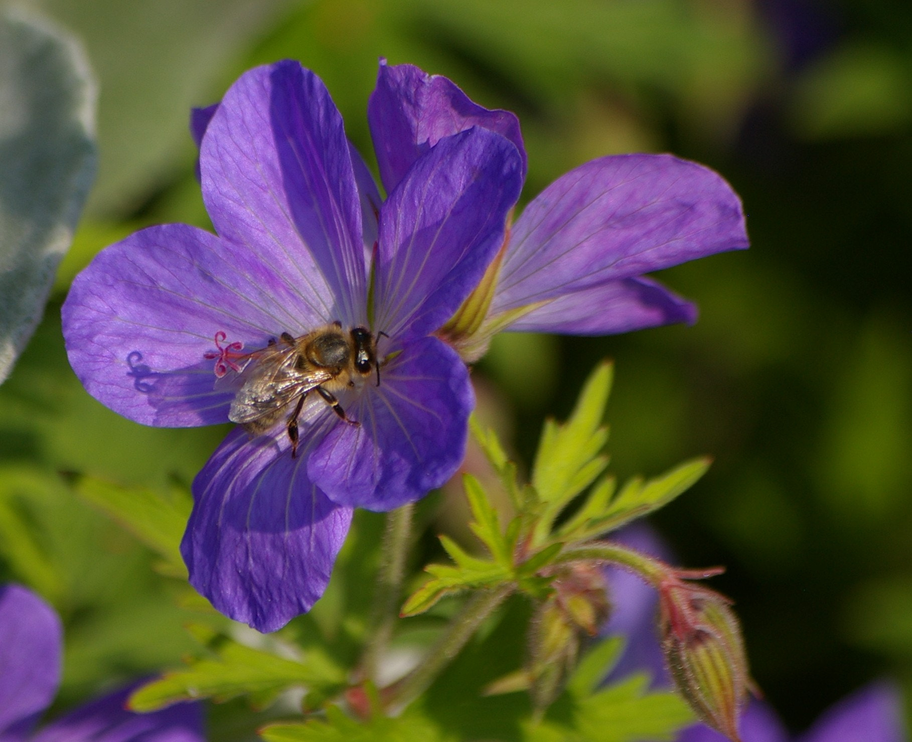 Pentax K100D sample photo. Busy bee photography