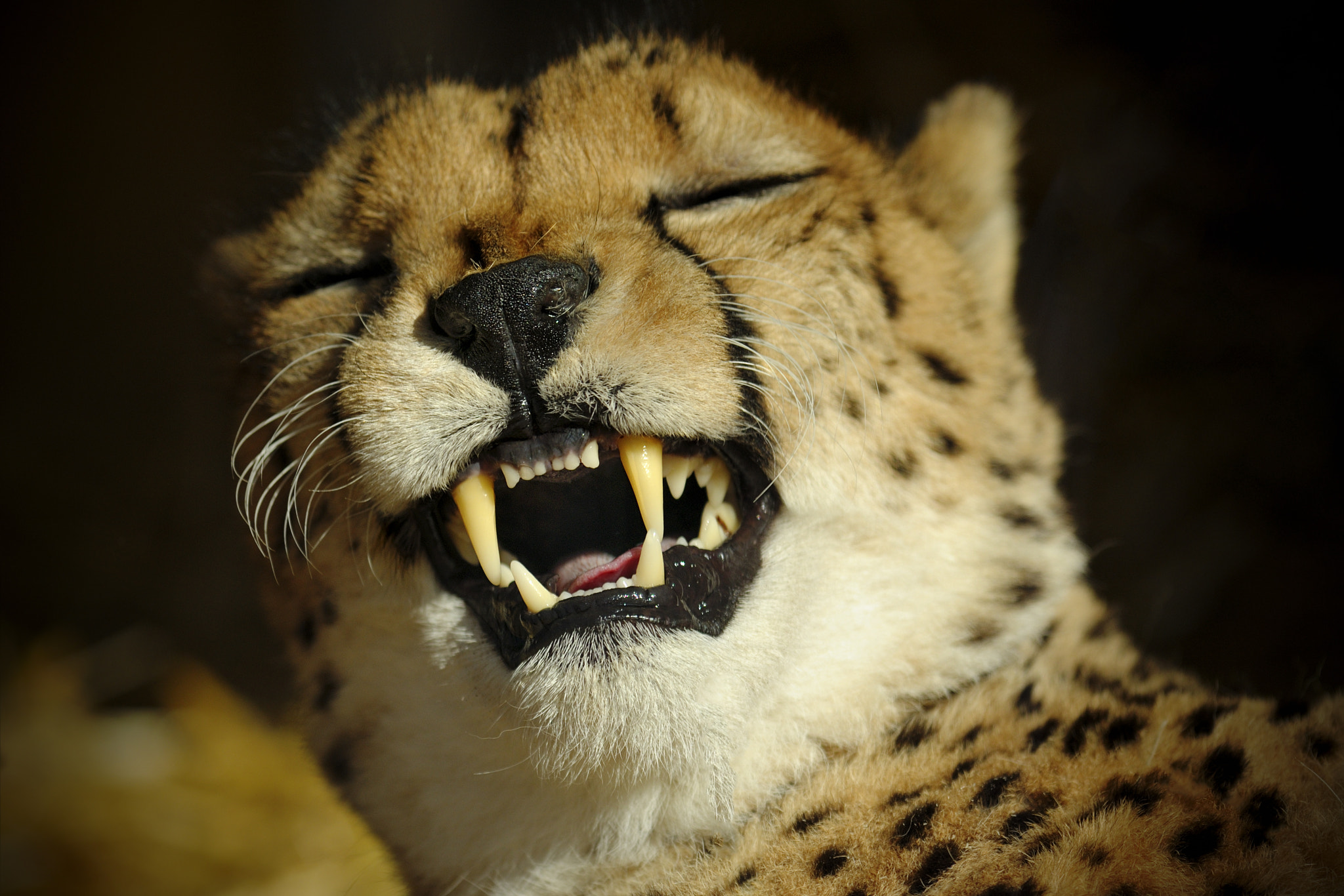 Nikon D3X sample photo. Cheeeeese photography
