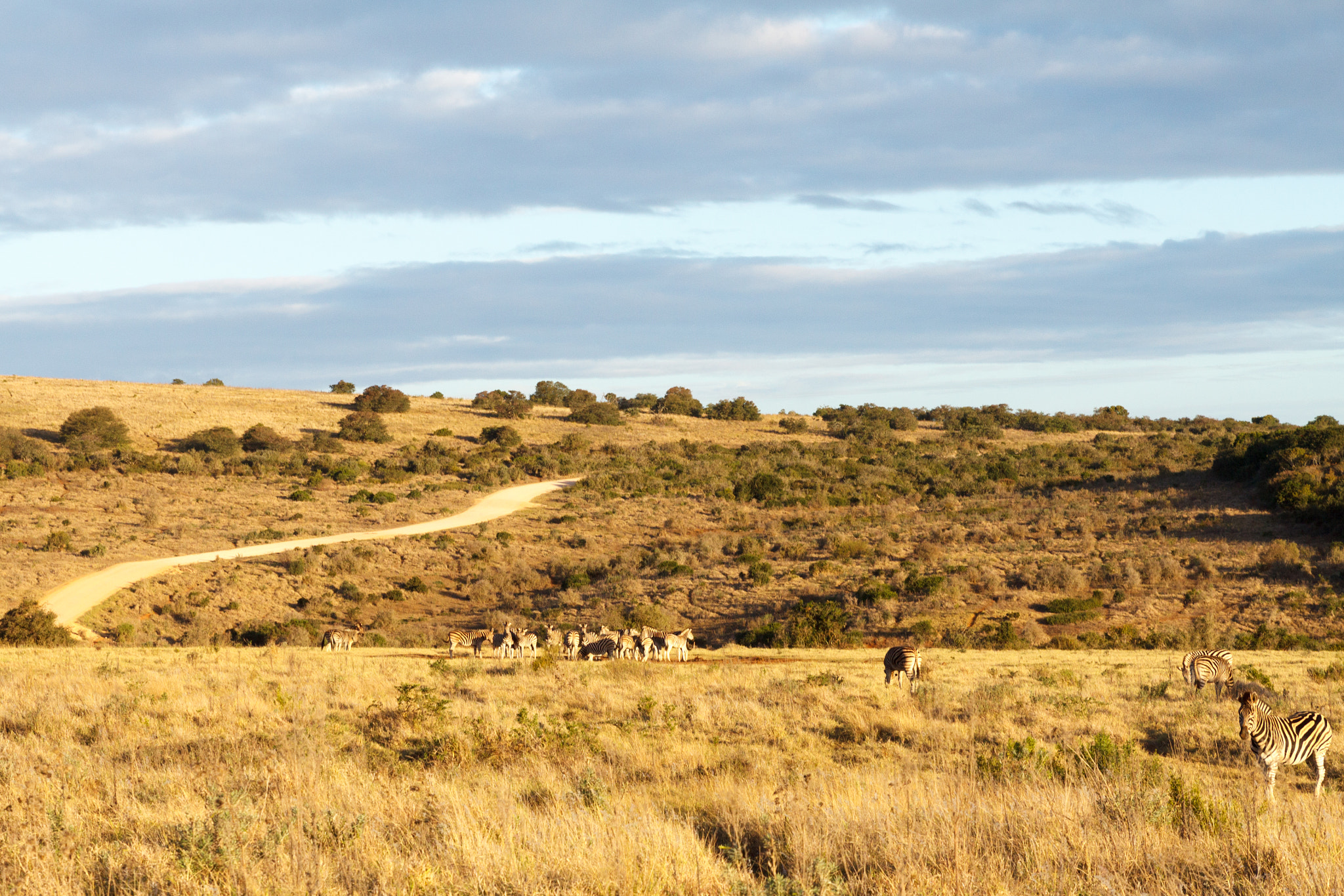 Canon EOS 50D + Sigma 24-70mm F2.8 EX DG Macro sample photo. Path - addo landscape photography