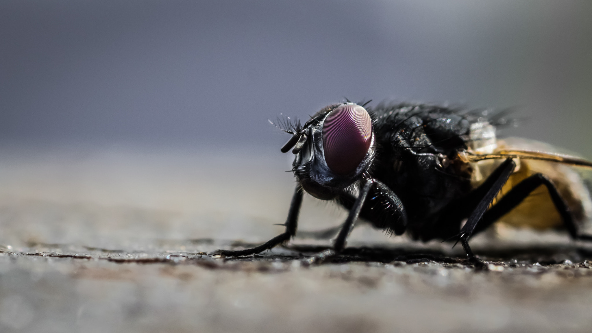 Canon EOS 600D (Rebel EOS T3i / EOS Kiss X5) + Tamron SP AF 90mm F2.8 Di Macro sample photo. Fly in the sun photography