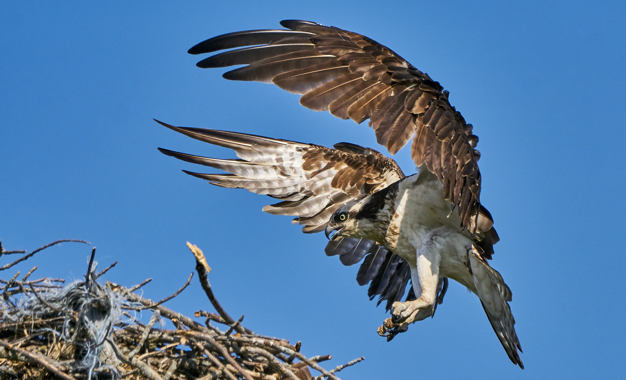 Sony ILCA-77M2 + Sony 70-400mm F4-5.6 G SSM II sample photo. Osprey photography