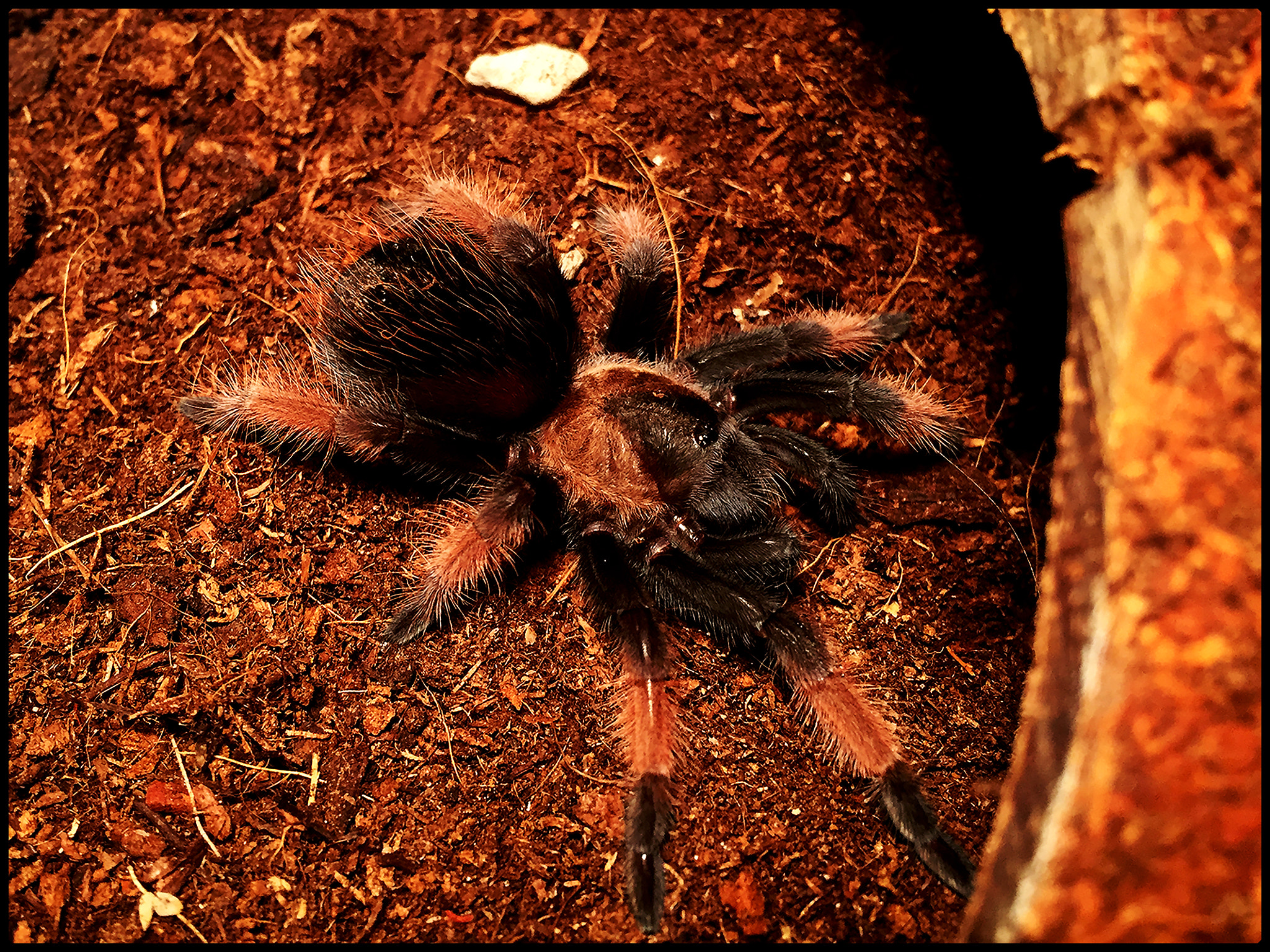 Apple iPhone7,2 + iPhone 6 back camera 4.15mm f/2.2 sample photo. Brachypelma emilia photography