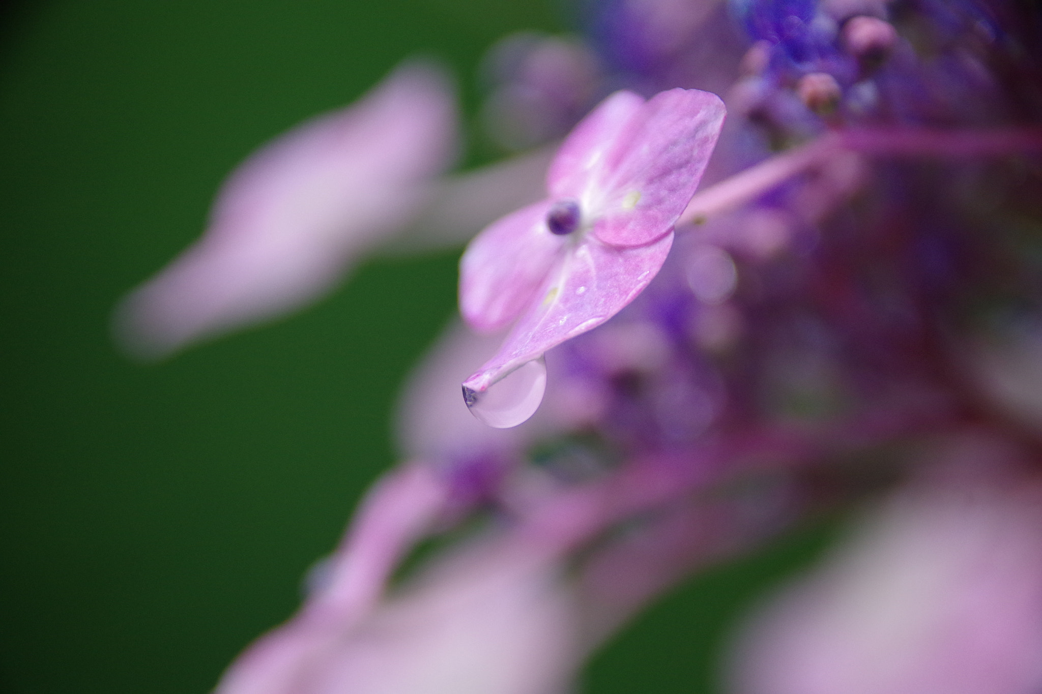 Sigma 18-300mm F3.5-6.3 DC Macro HSM sample photo. Imgp2686.jpg photography